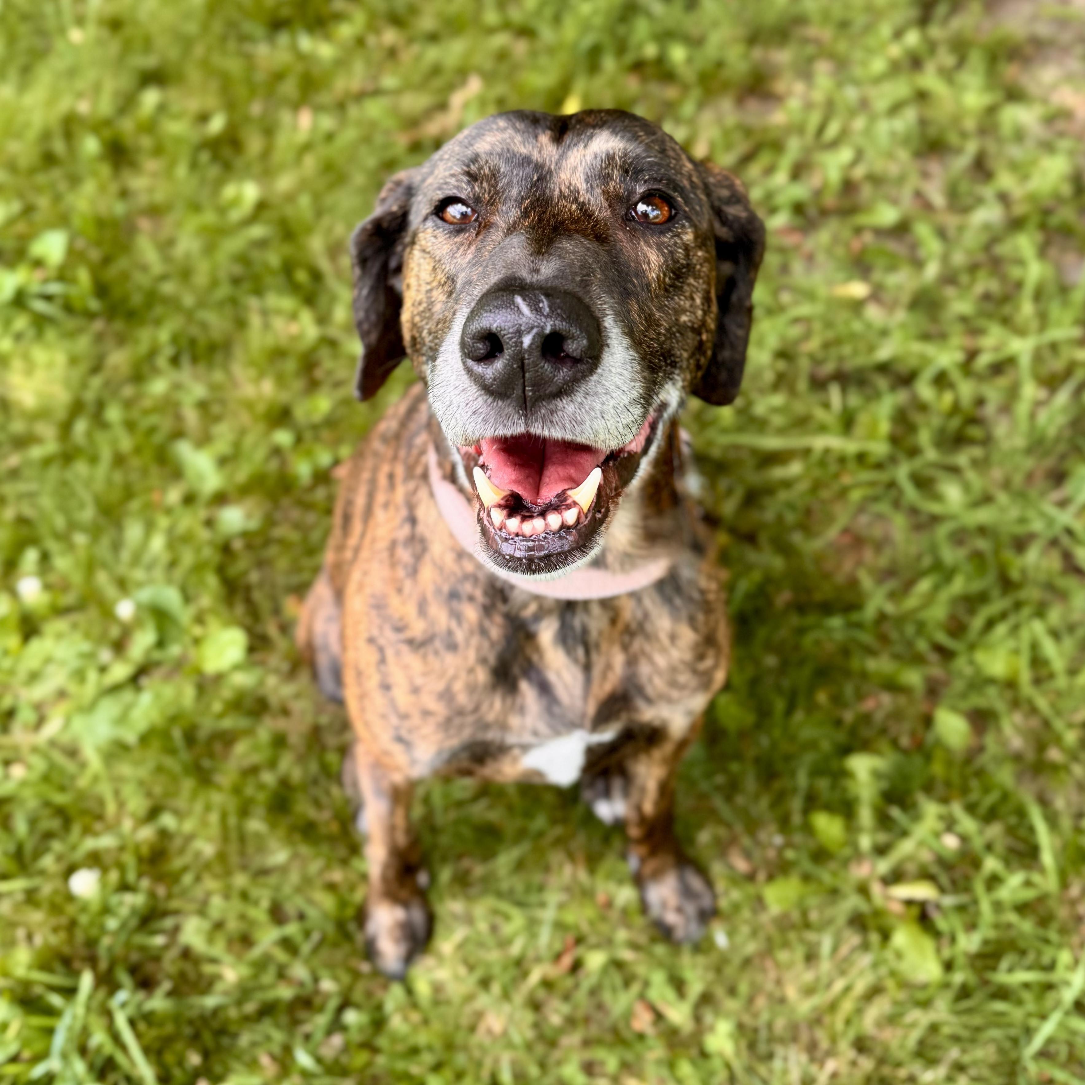 Benny - NO FEE, Adult Male Mountain Cur