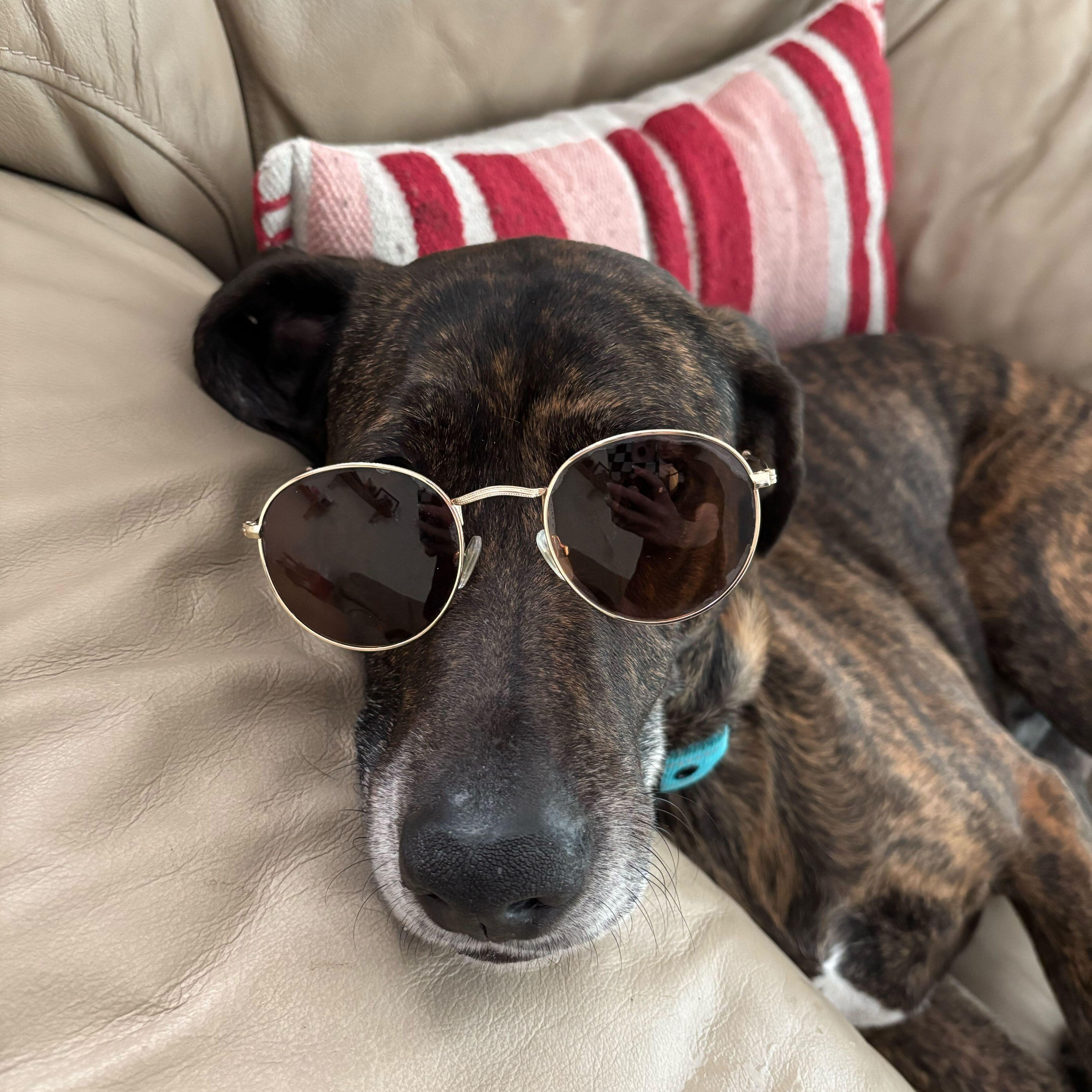 Benny - NO FEE, an adoptable Mountain Cur in Midland, MI, 48641 | Photo Image 2