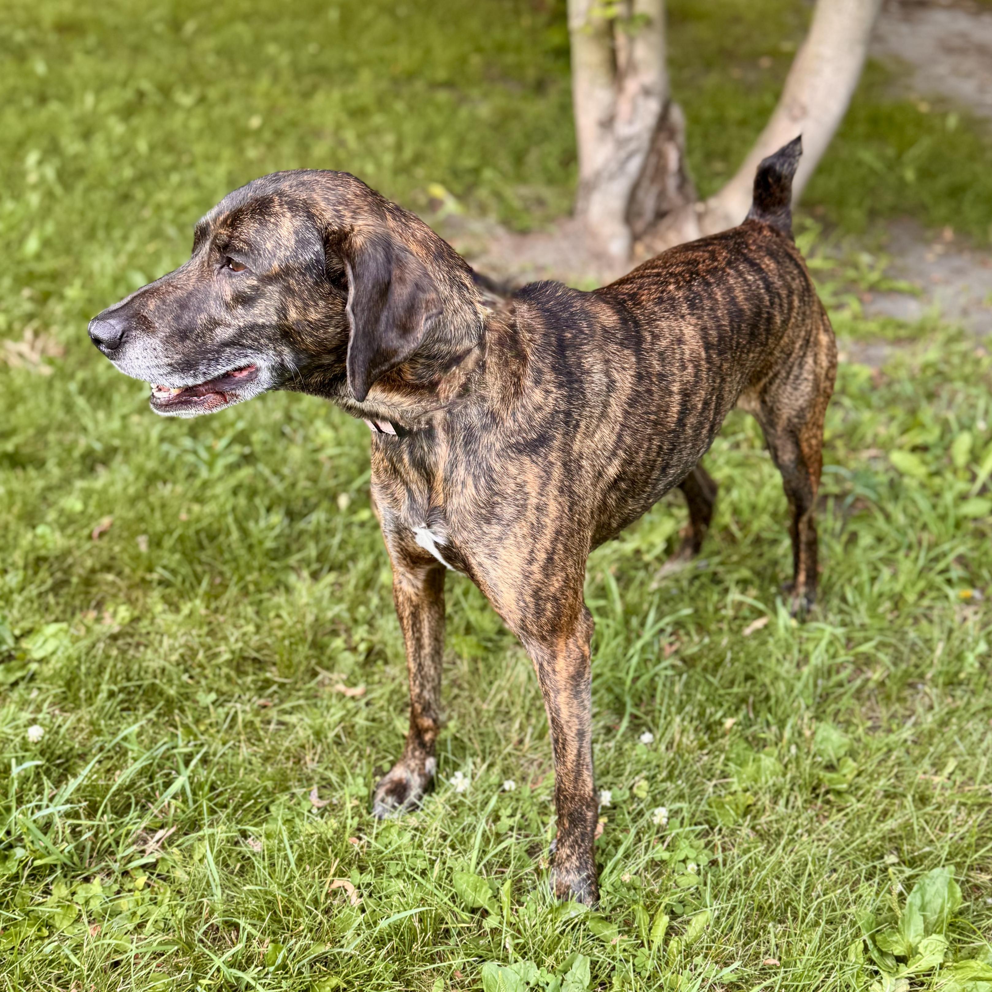 Benny - NO FEE, an adoptable Mountain Cur in Midland, MI, 48641 | Photo Image 3