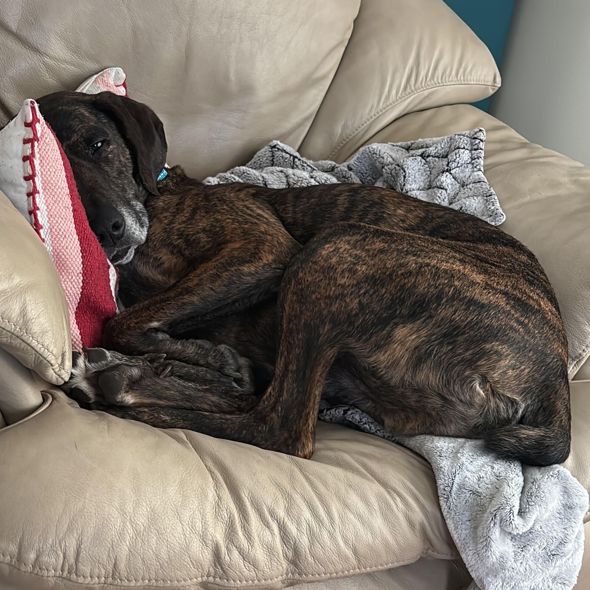 Benny - NO FEE, an adoptable Mountain Cur in Midland, MI, 48641 | Photo Image 4