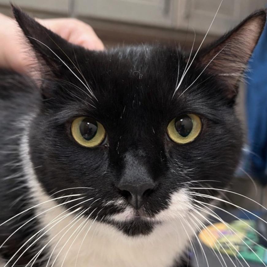 Stevie, a Adoptable Domestic Short Hair in Wickenburg, AZ image 2/4