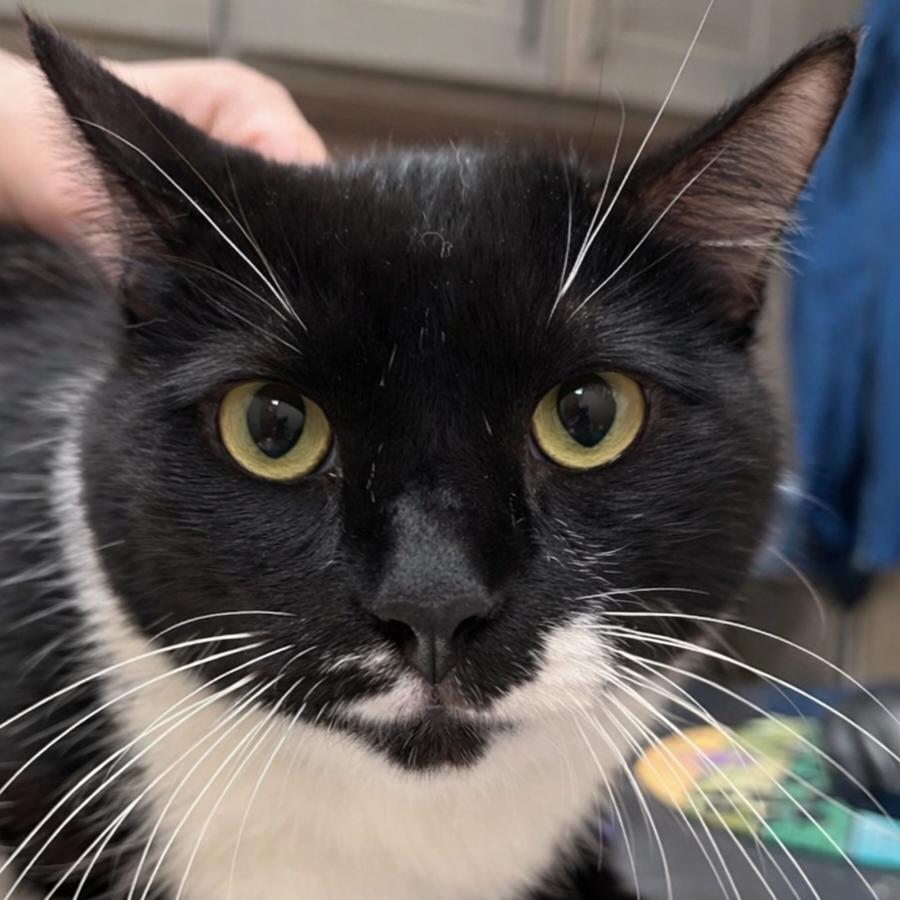 Stevie, a Adoptable Domestic Short Hair in Wickenburg, AZ image 4/4