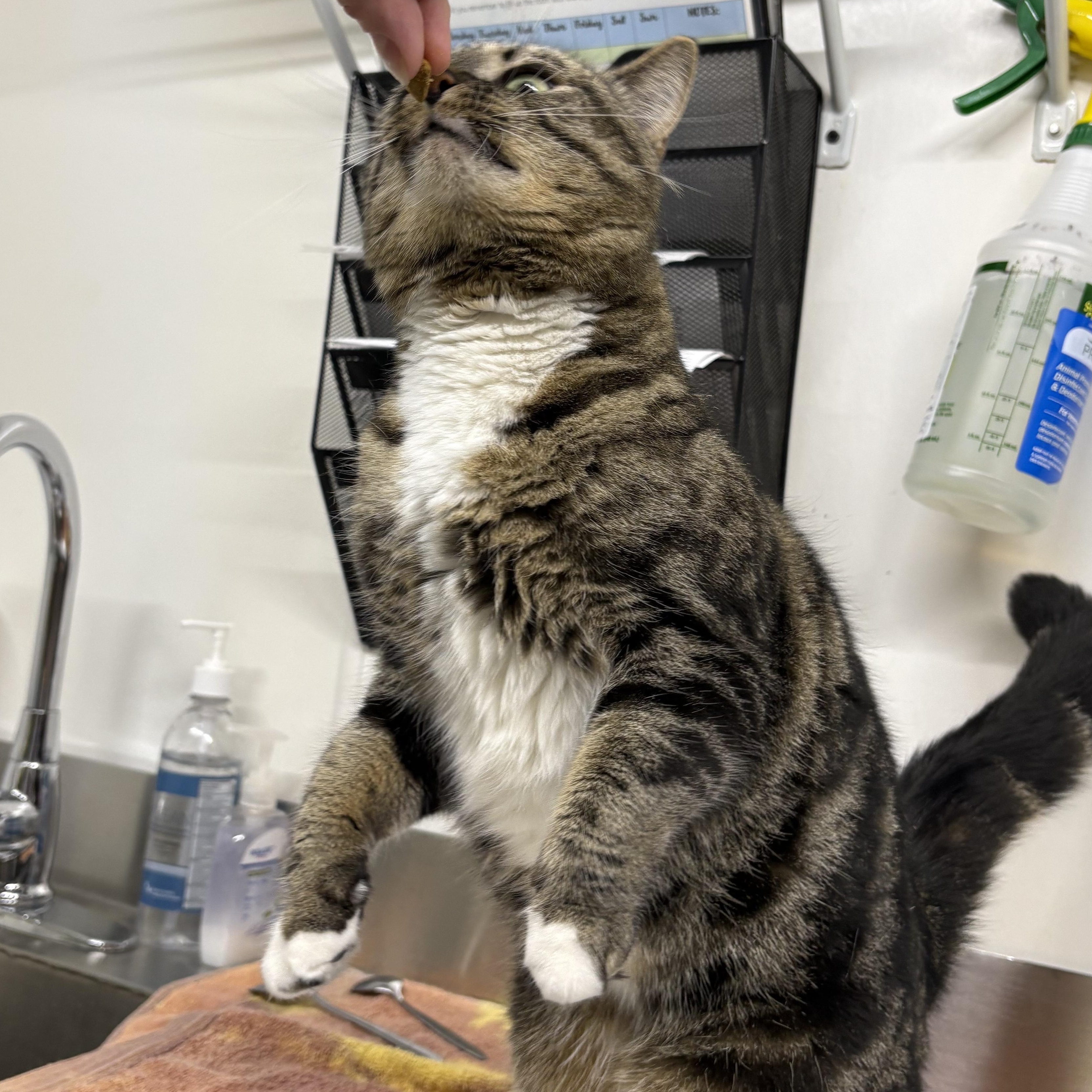 Honey Bee, an adoptable Domestic Short Hair in Brooks, AB, T1R 1B2 | Photo Image 3