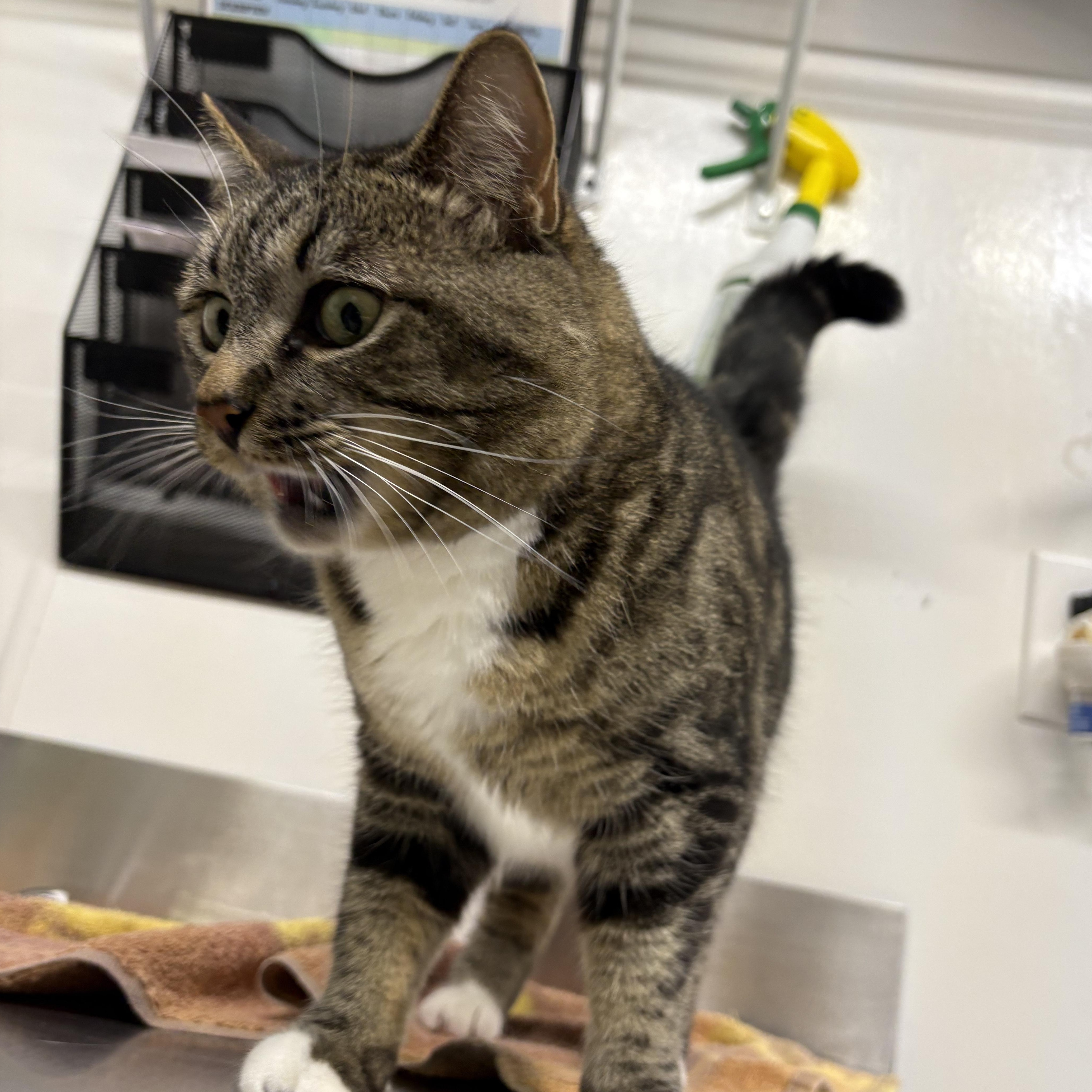 Honey Bee, an adoptable Domestic Short Hair in Brooks, AB, T1R 1B2 | Photo Image 1