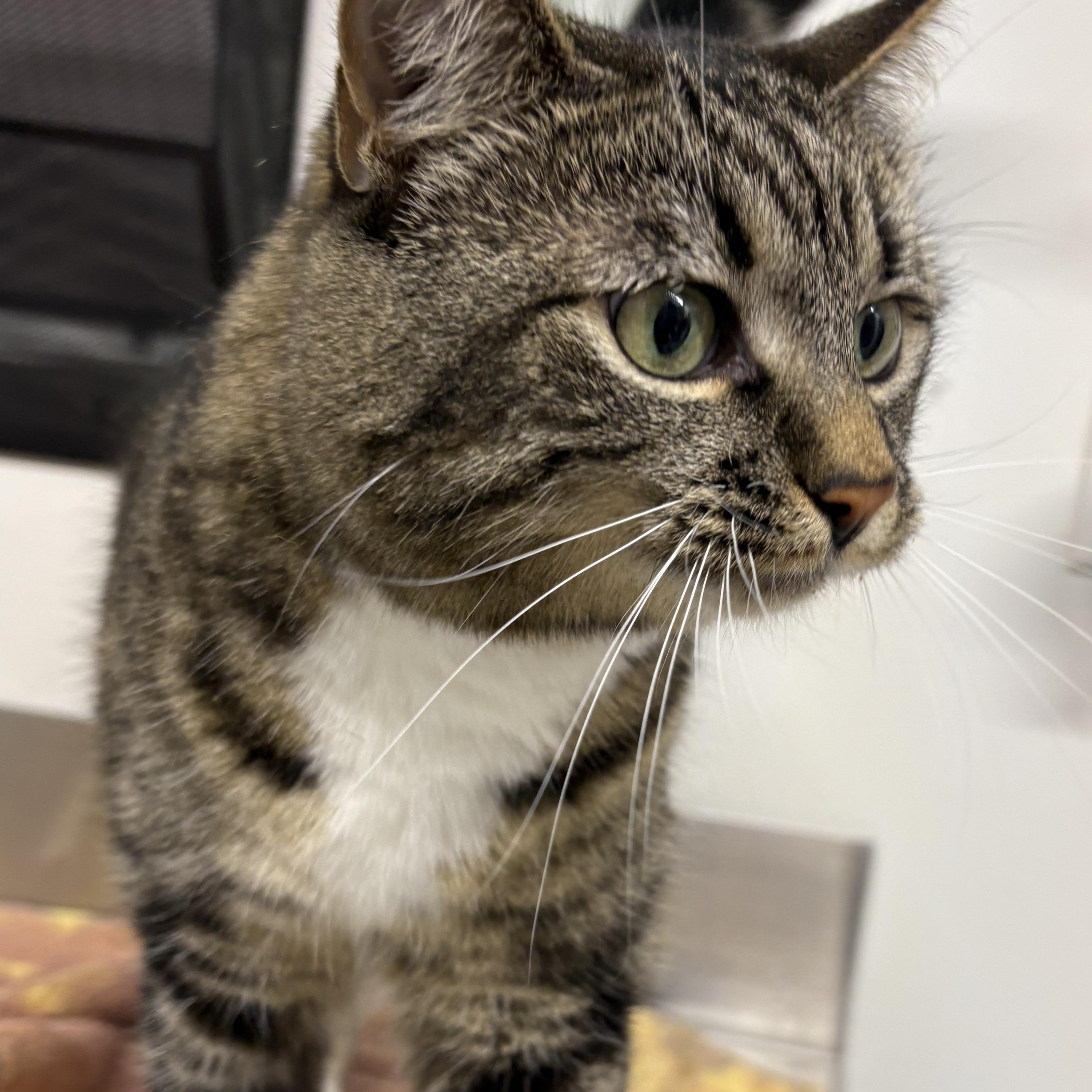 Honey Bee, an adoptable Domestic Short Hair in Brooks, AB, T1R 1B2 | Photo Image 2