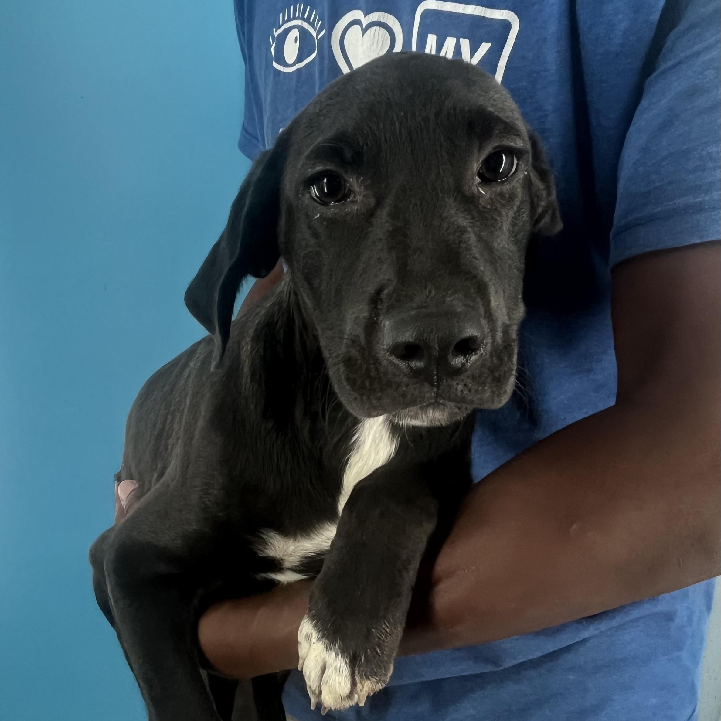 Huck - Local August 22-24, Young Male unknown