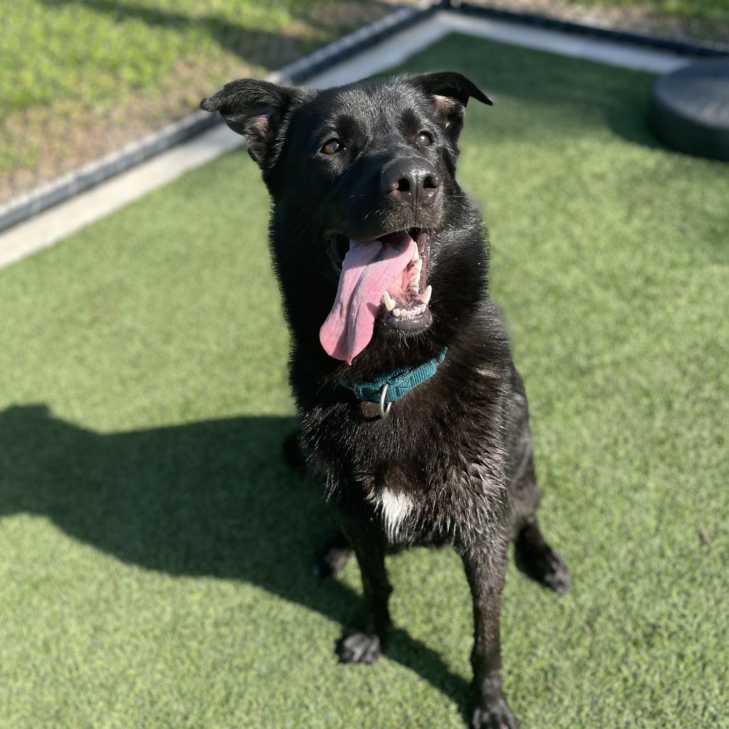 Enlarge Larry, a Adoptable mixed breed in Bradenton, FL image 1/3