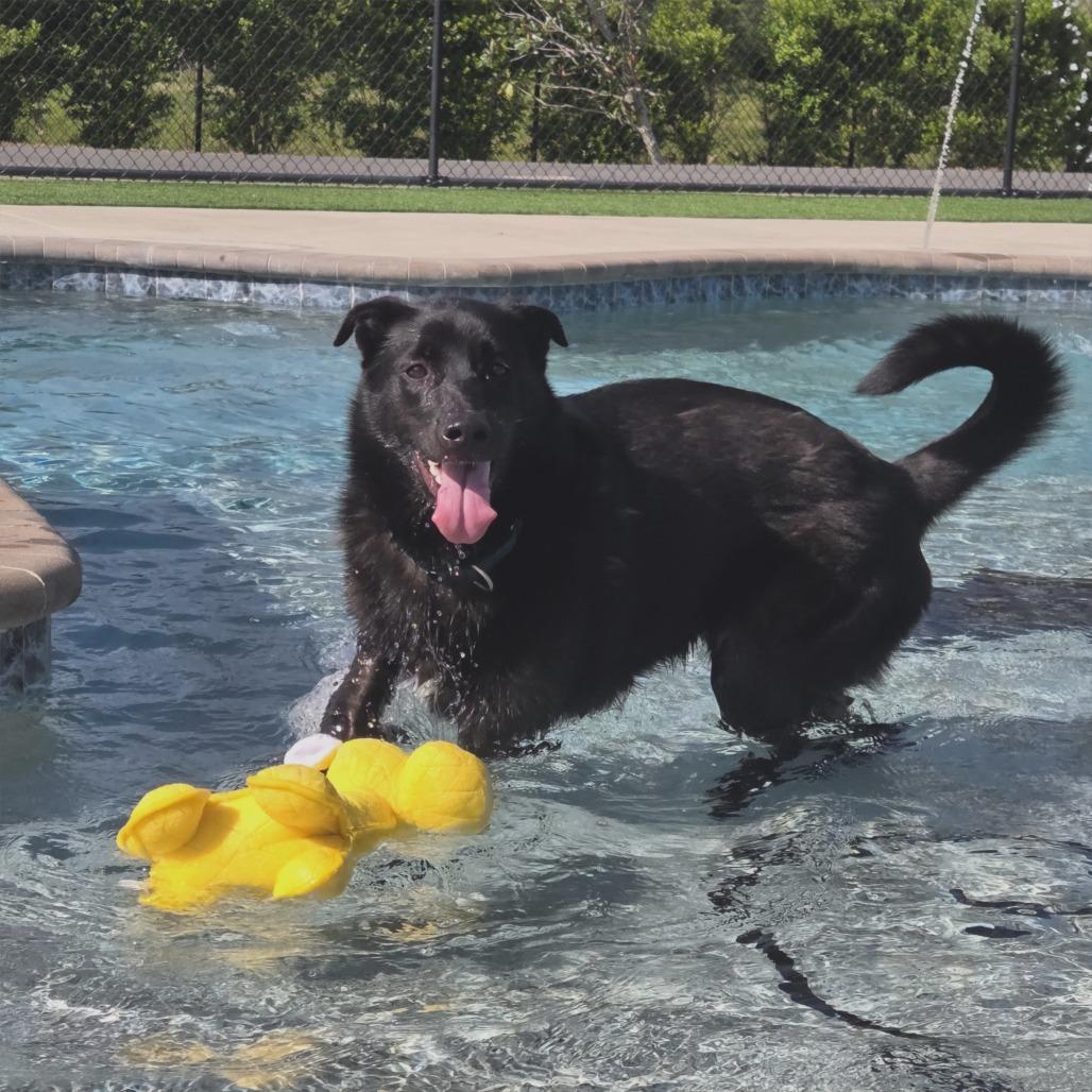 Enlarge Larry, a Adoptable mixed breed in Bradenton, FL image 2/3
