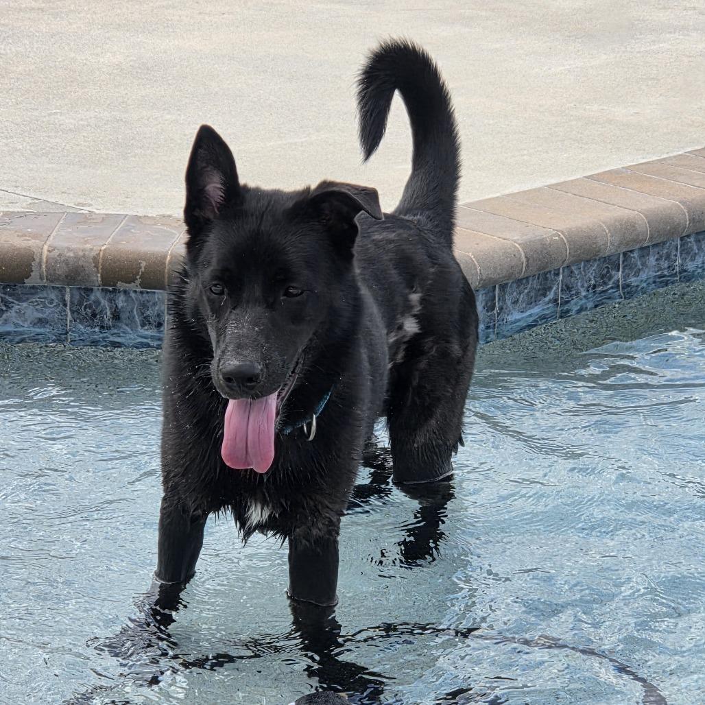 Larry, a Adoptable mixed breed in Bradenton, FL image 3/3