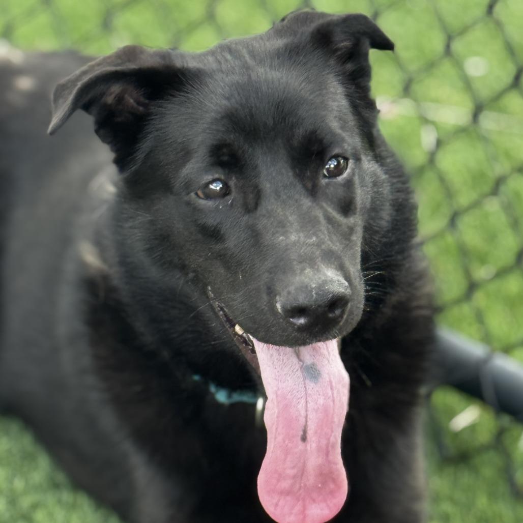 Enlarge Larry, a Adoptable mixed breed in Bradenton, FL image 3/3