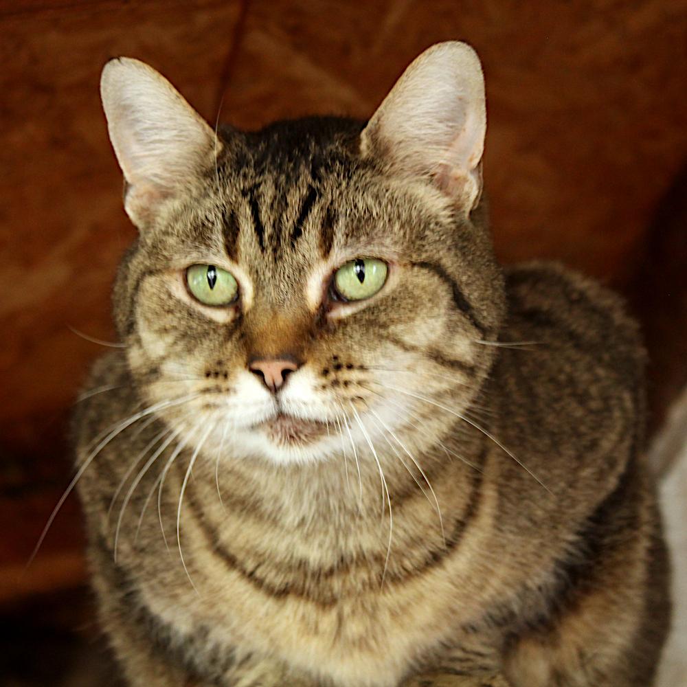 Aang, Adoptable, Adult Male Tabby.