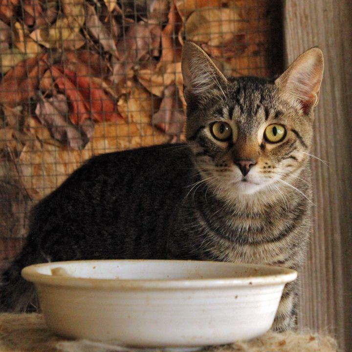 Aang, a Adoptable Tabby in Redlands, CA image 2/6