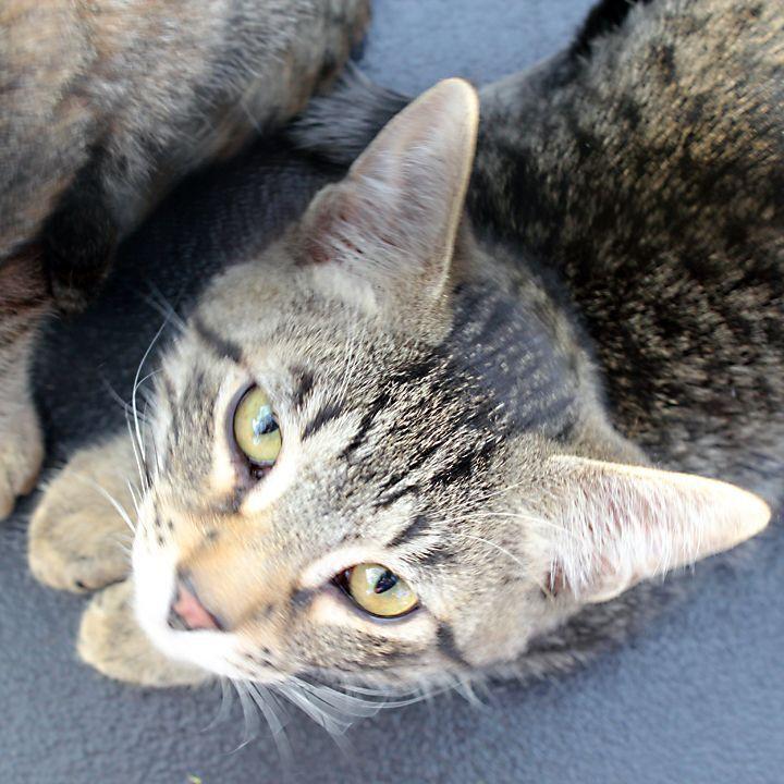 Aang, a Adoptable Tabby in Redlands, CA image 3/6