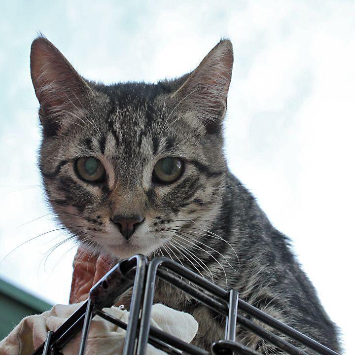 Aang, a Adoptable Tabby in Redlands, CA image 4/6