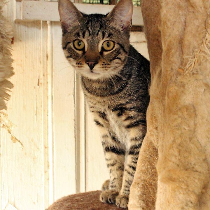 Aang, a Adoptable Tabby in Redlands, CA image 5/6