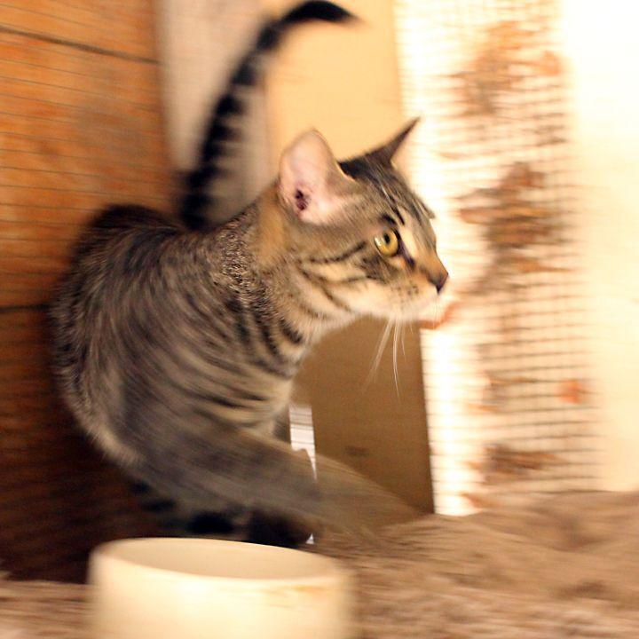 Aang, a Adoptable Tabby in Redlands, CA image 6/6