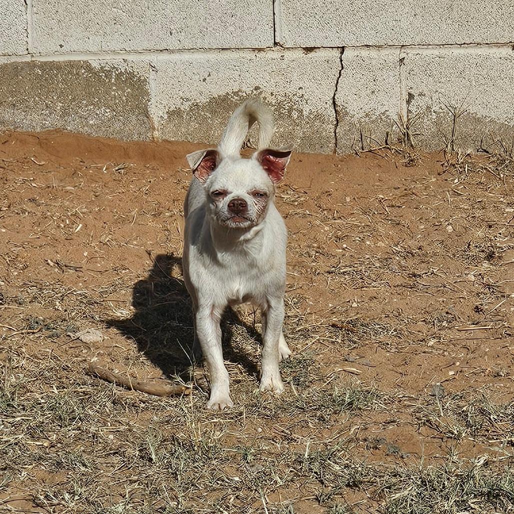 Chance — thumbnail 2