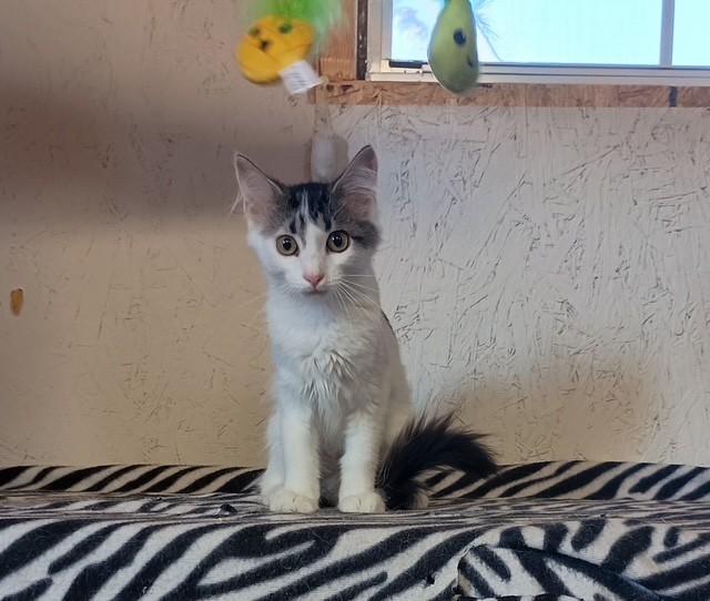 Suri, Adopted, Young Female Domestic Medium Hair.