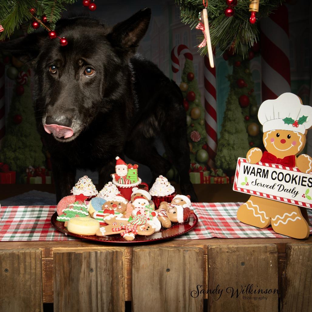 Jude, a Adoptable Mixed Breed in Sparks, NV image 2/6