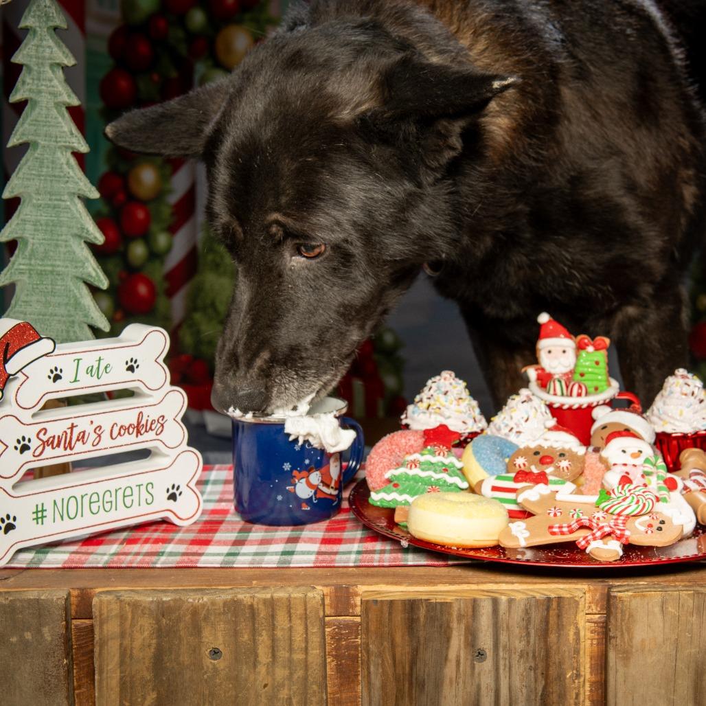 Jude, a Adoptable Mixed Breed in Sparks, NV image 3/6