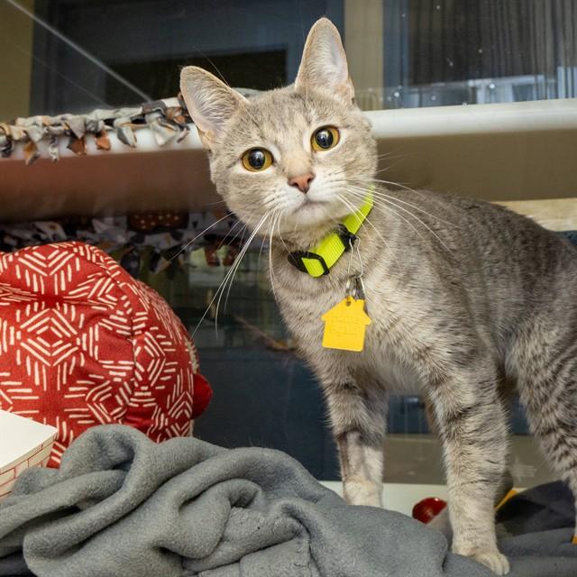 Enlarge NEBULA, a Adoptable Domestic Short Hair in St. Louis, MO image 1/1