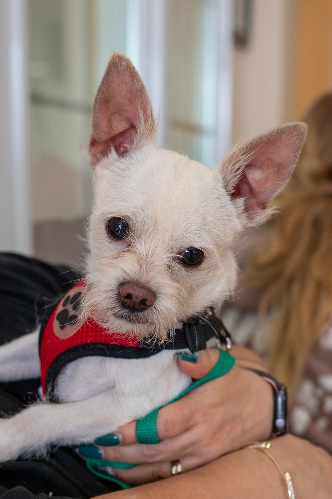 Churro, Adoptable, Adult Male Chihuahua.