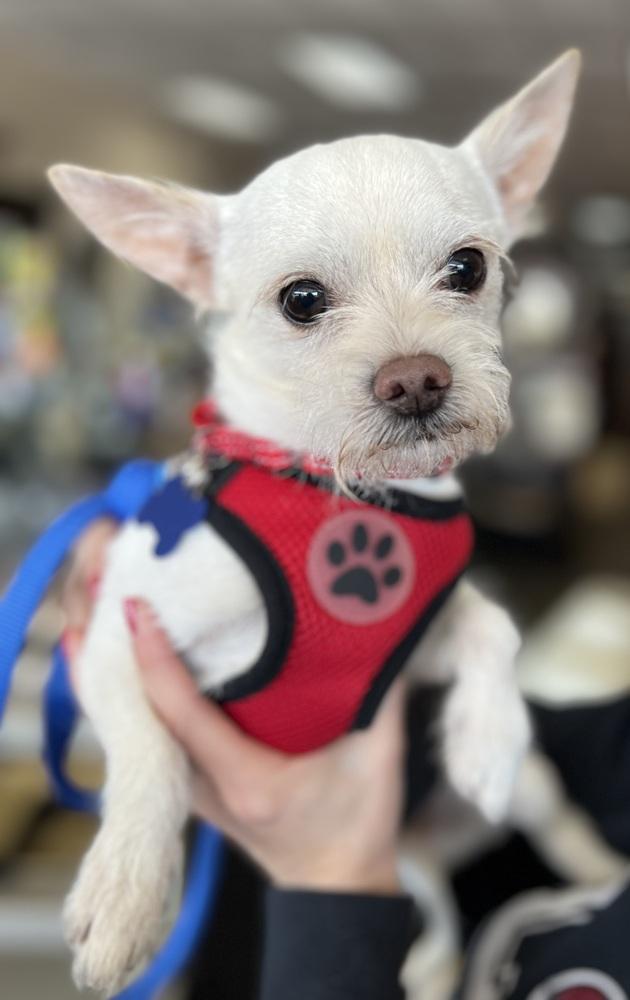 Churro, a Adoptable mixed breed in Mundelein, IL image 2/6