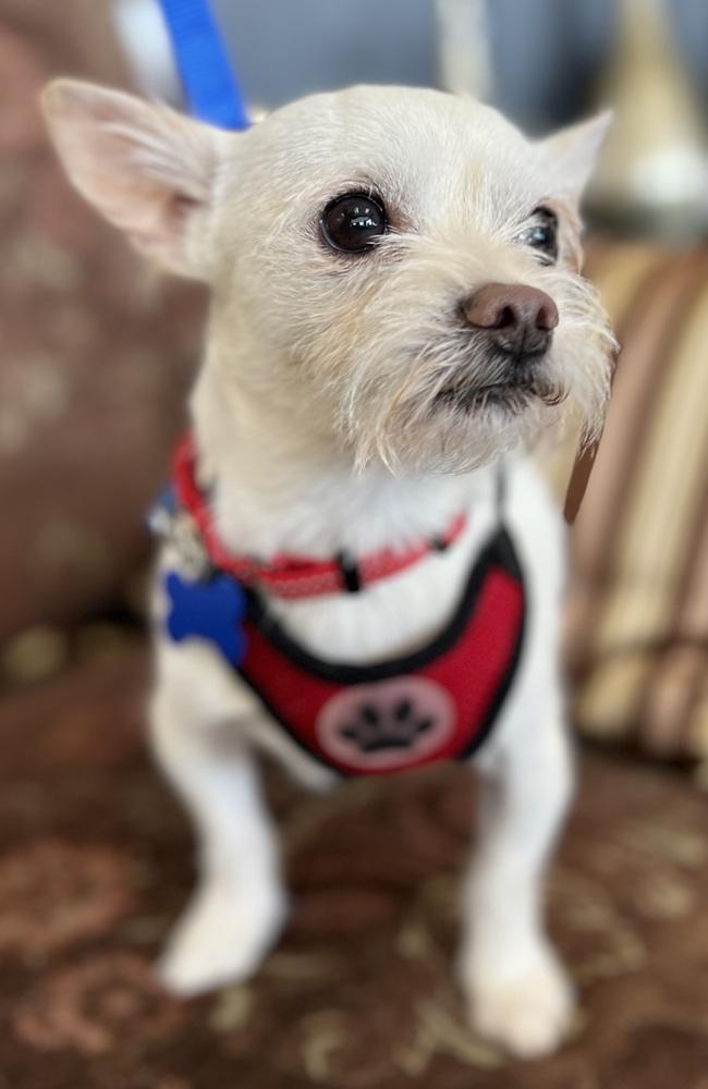 Churro, a Adoptable mixed breed in Mundelein, IL image 3/6