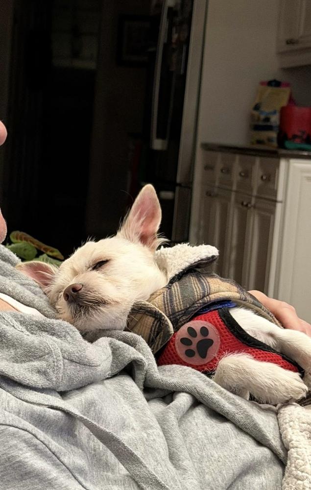 Churro, a Adoptable mixed breed in Mundelein, IL image 4/6