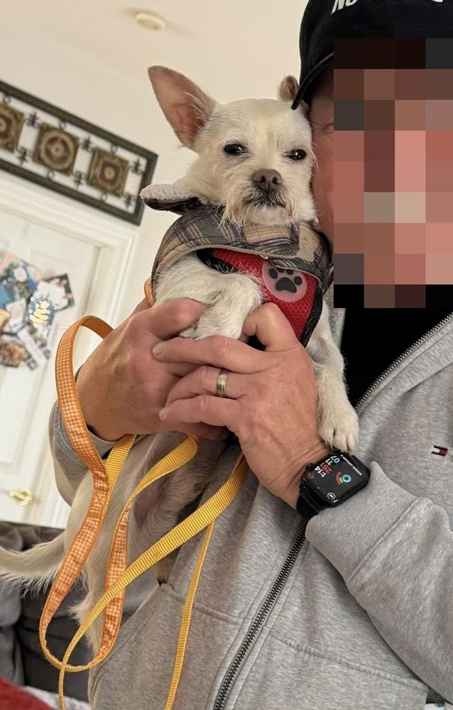 Churro, a Adoptable mixed breed in Mundelein, IL image 5/6