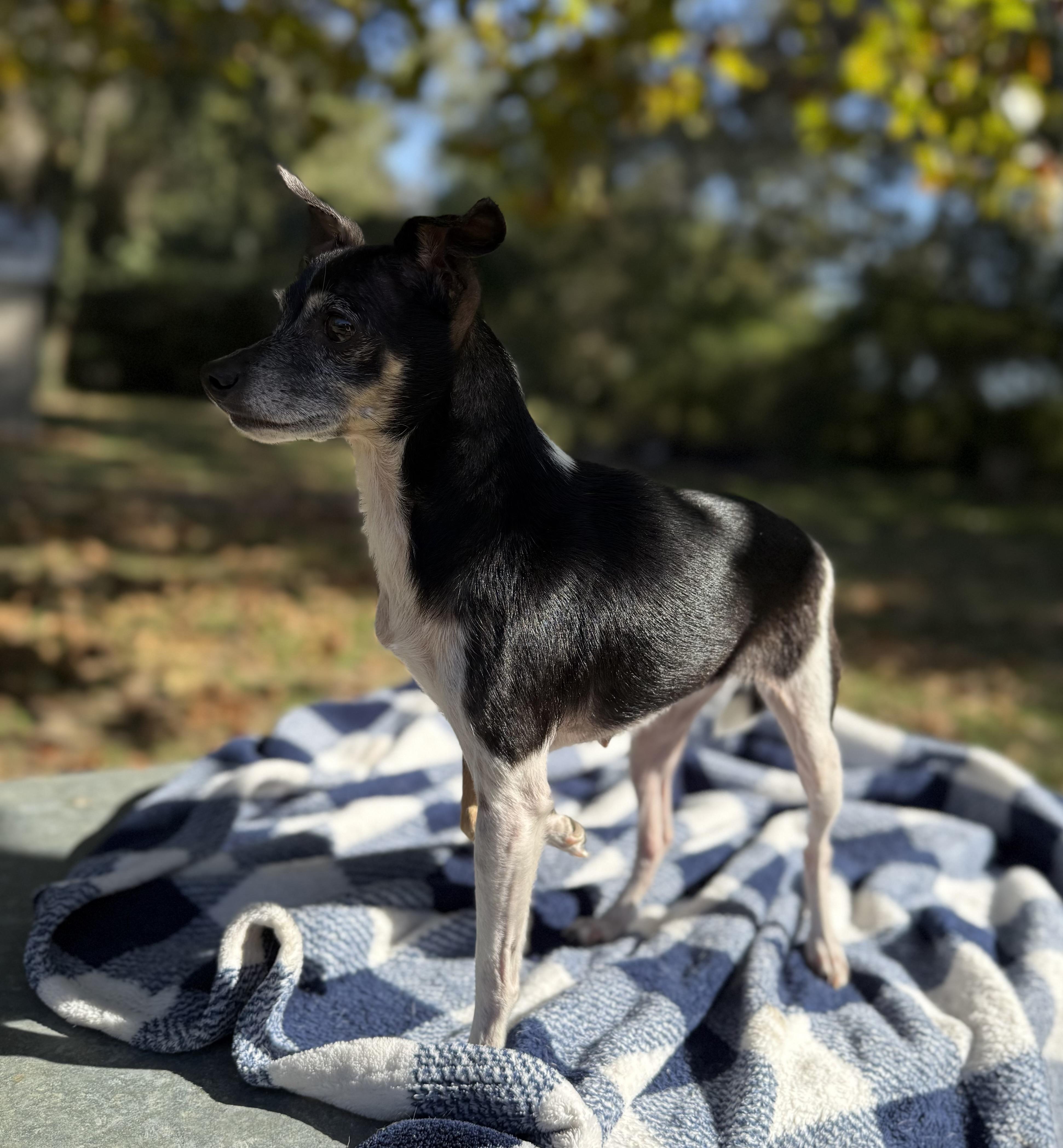 Rosita, Adoptable, Adult Female Chihuahua & Rat Terrier.