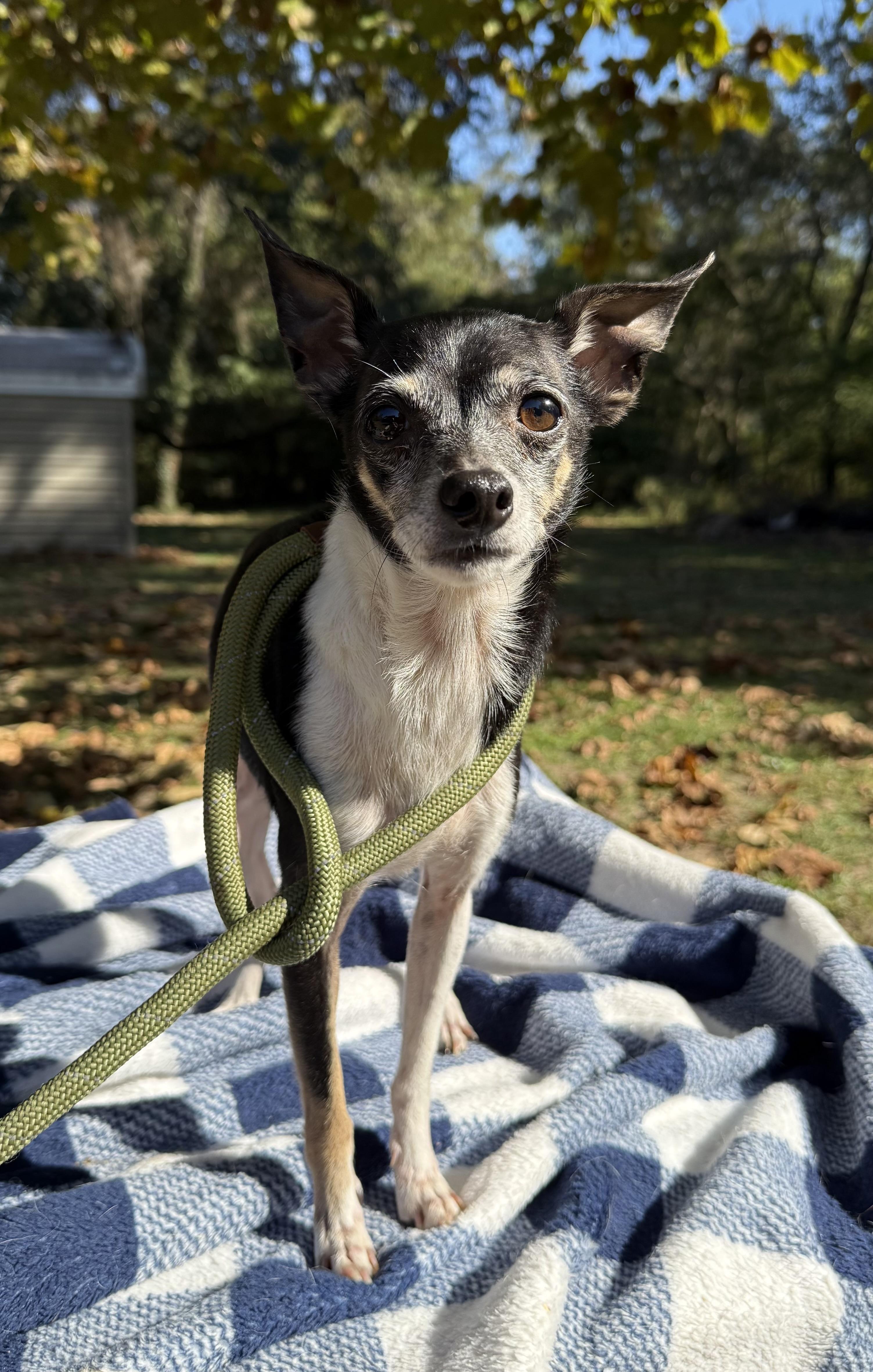 Rosita, a Adoptable mixed breed in Fairhope, AL image 2/5