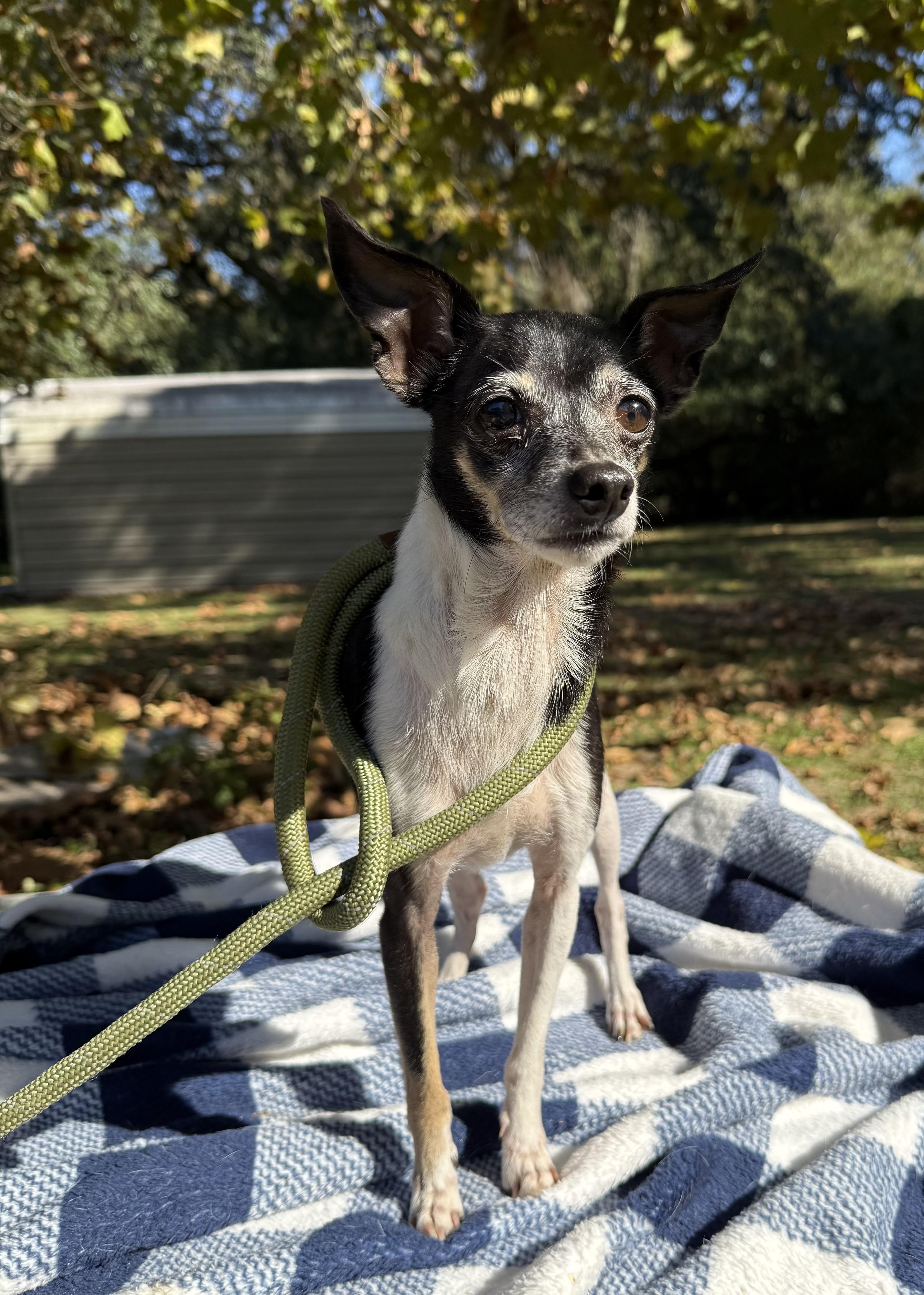 Rosita, a Adoptable mixed breed in Fairhope, AL image 4/5