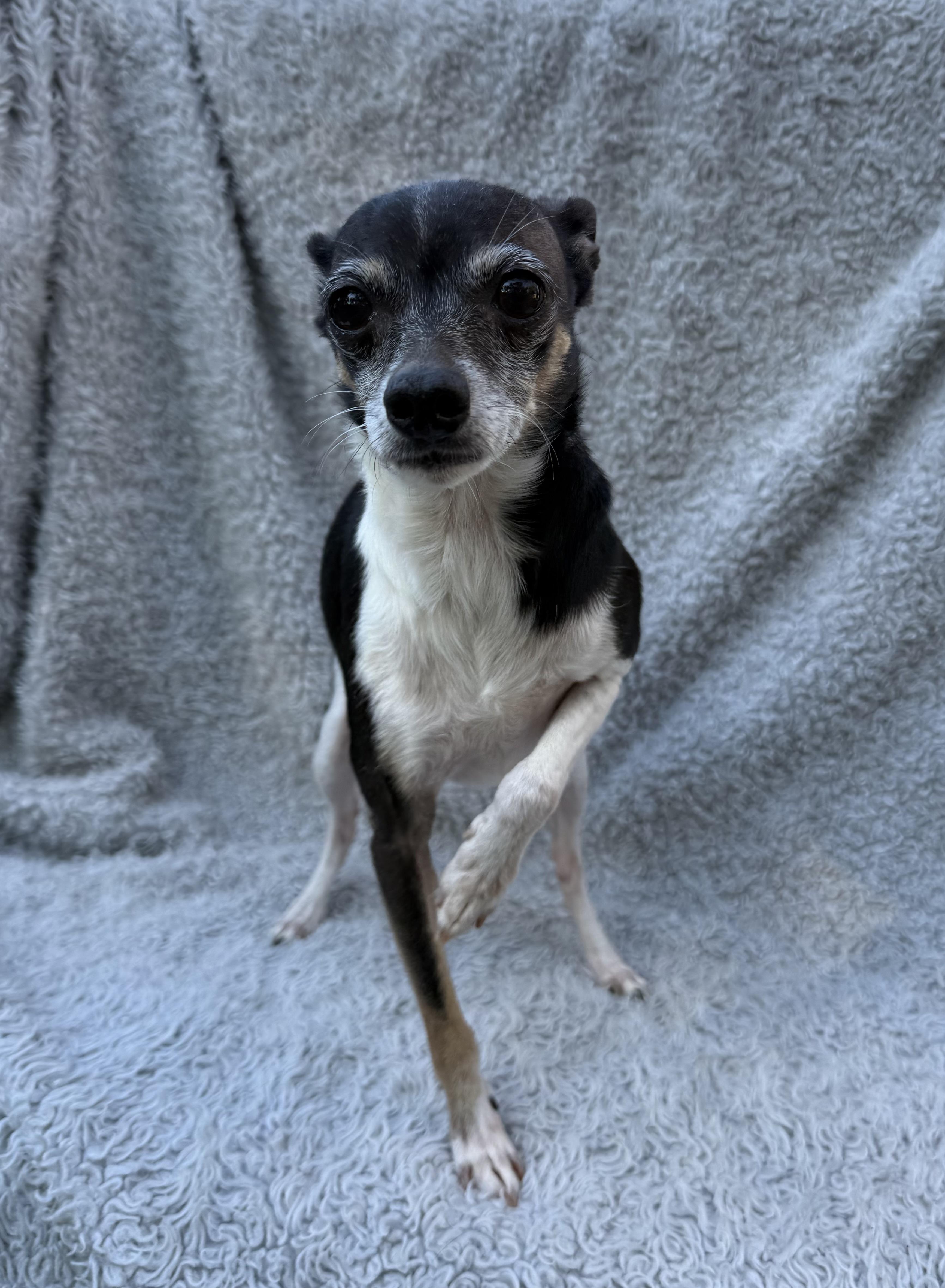 Rosita, Adoptable, Senior Female Chihuahua & Rat Terrier.