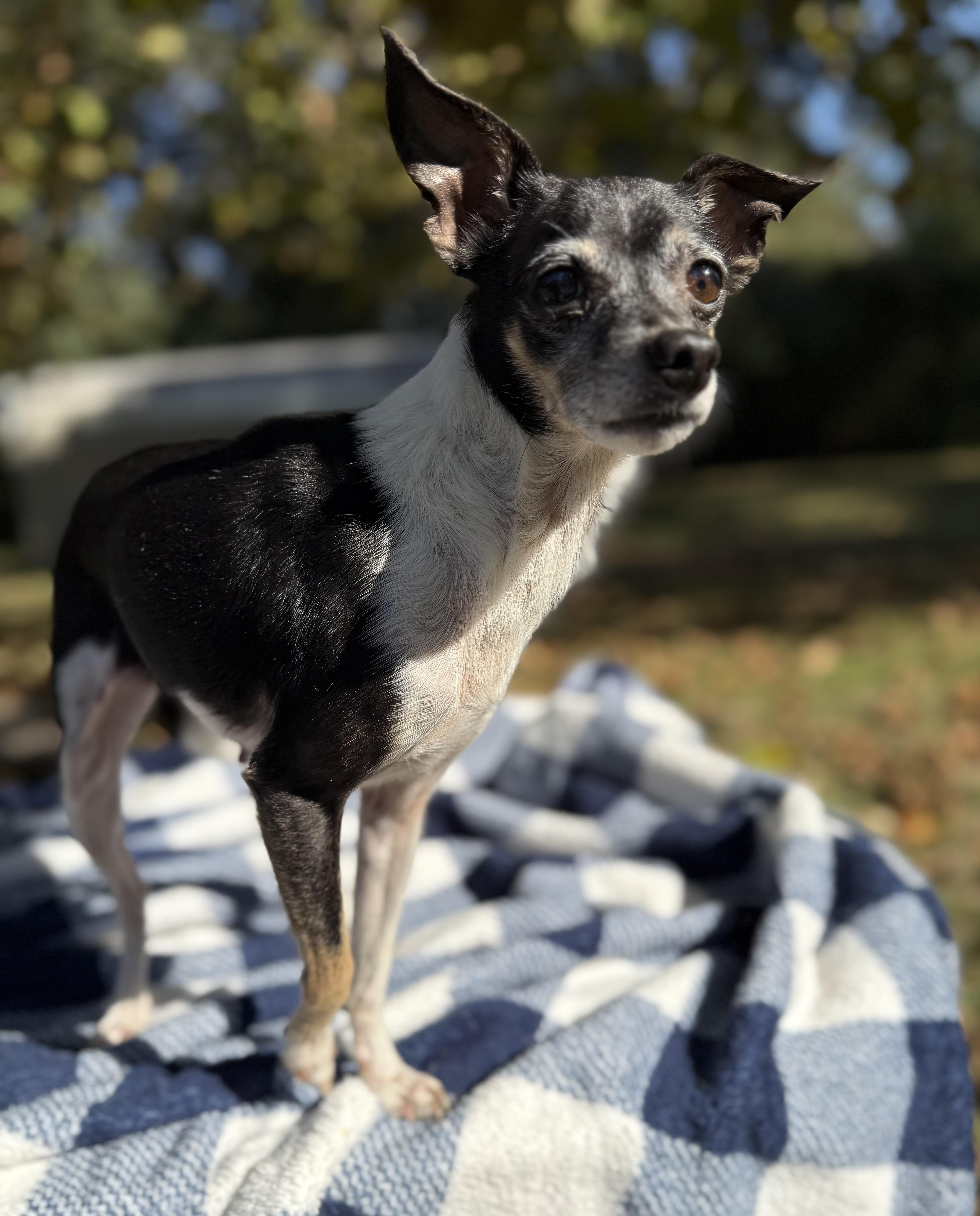 Rosita, a Adoptable mixed breed in Fairhope, AL image 5/5