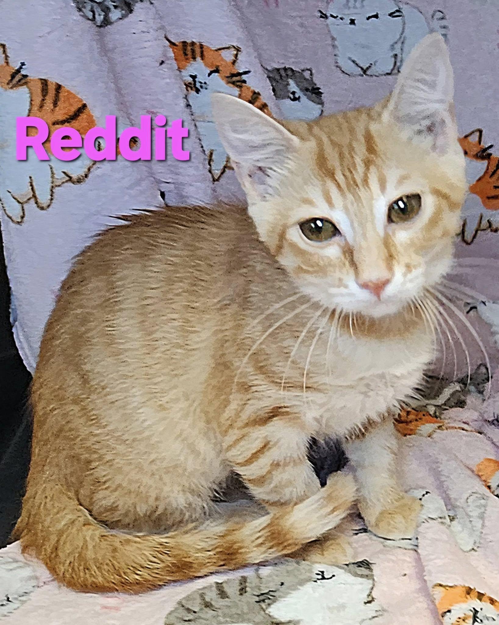 Reddit
