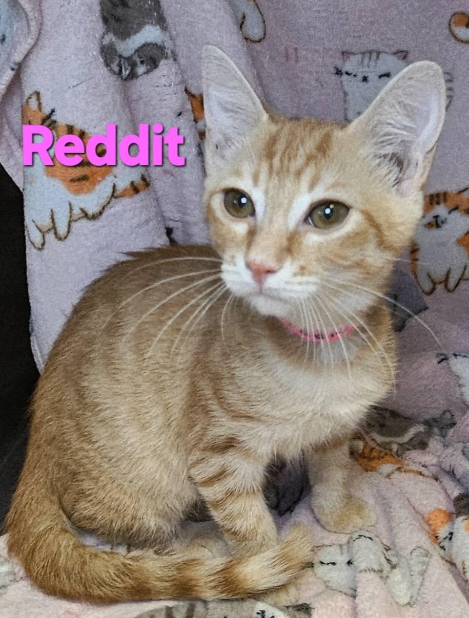 Reddit