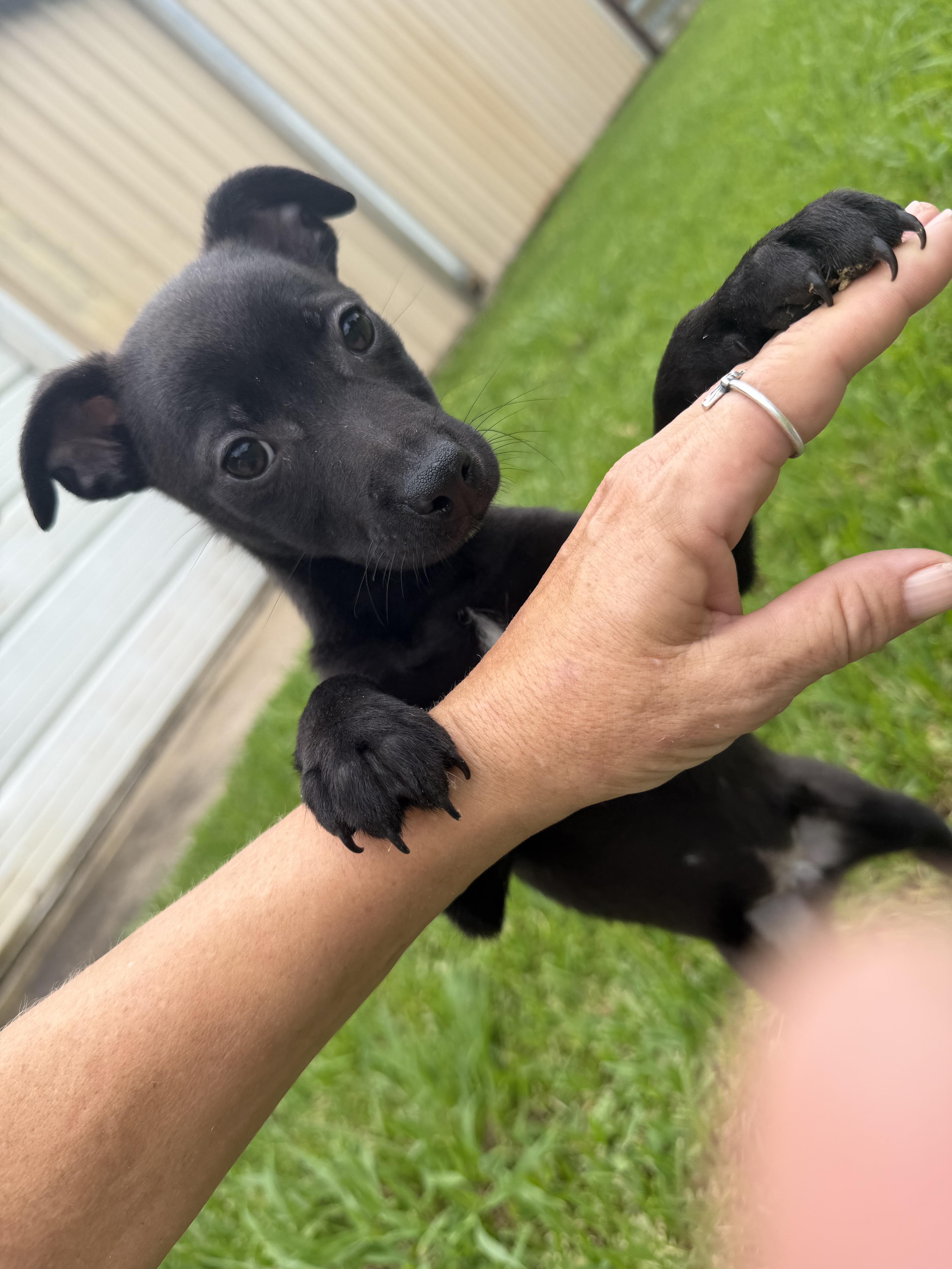 Fidget, a ADOPTABLE mixed breed in Westerly, RI image 1/4
