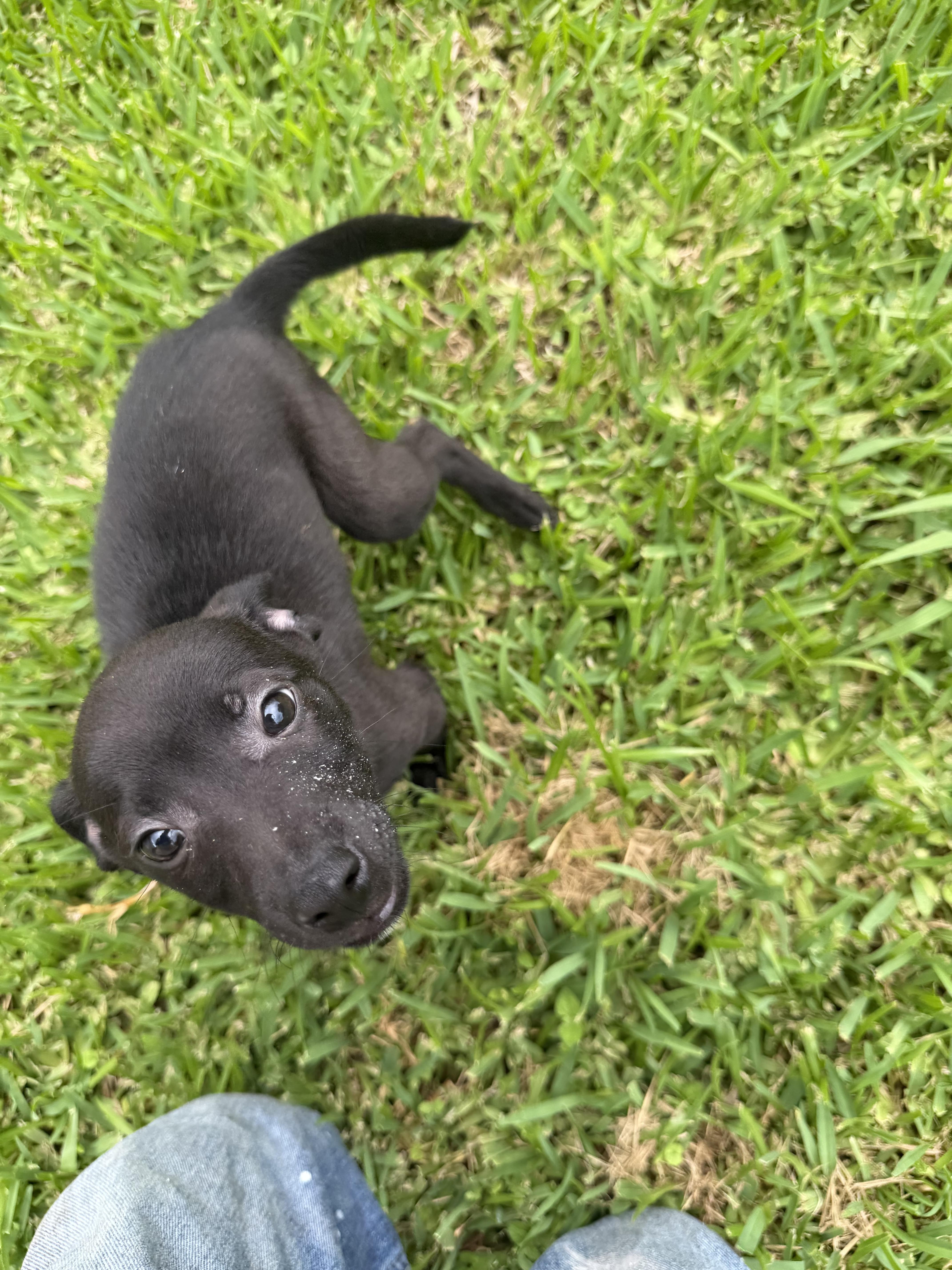 Fidget, a ADOPTABLE mixed breed in Westerly, RI image 2/4