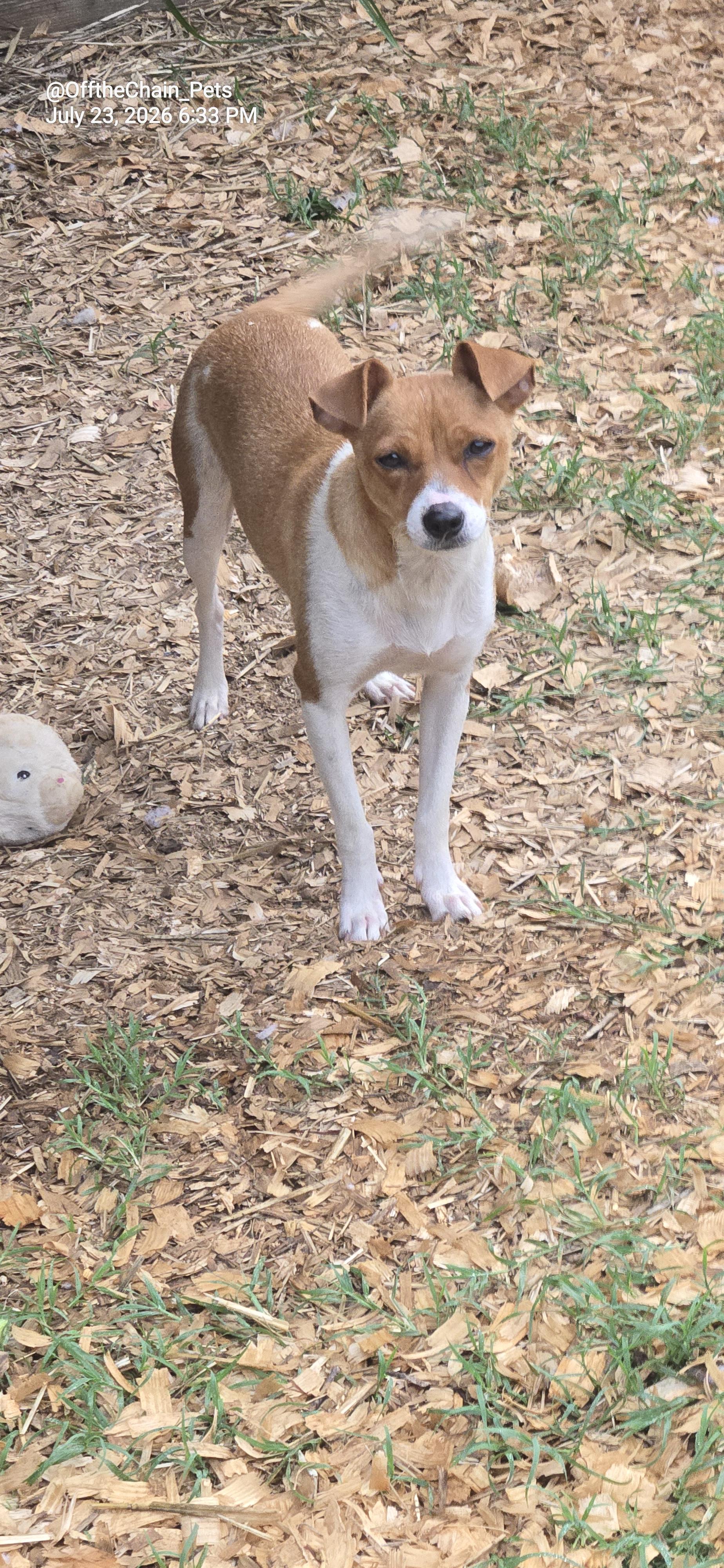 Buttercup, Adoptable, Young Female Miniature Pinscher & Rat Terrier.
