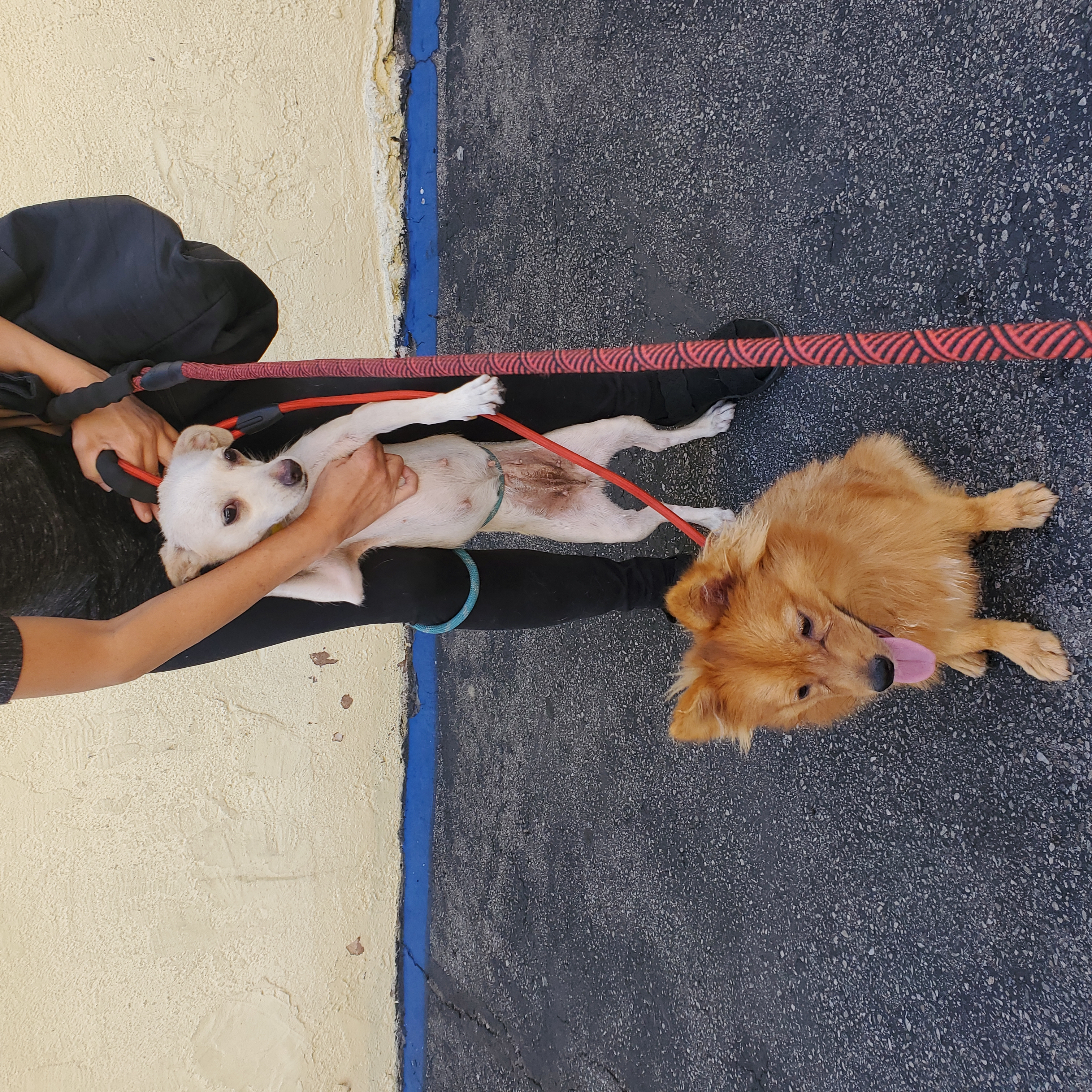 Vanilla Cream thumbnail 4