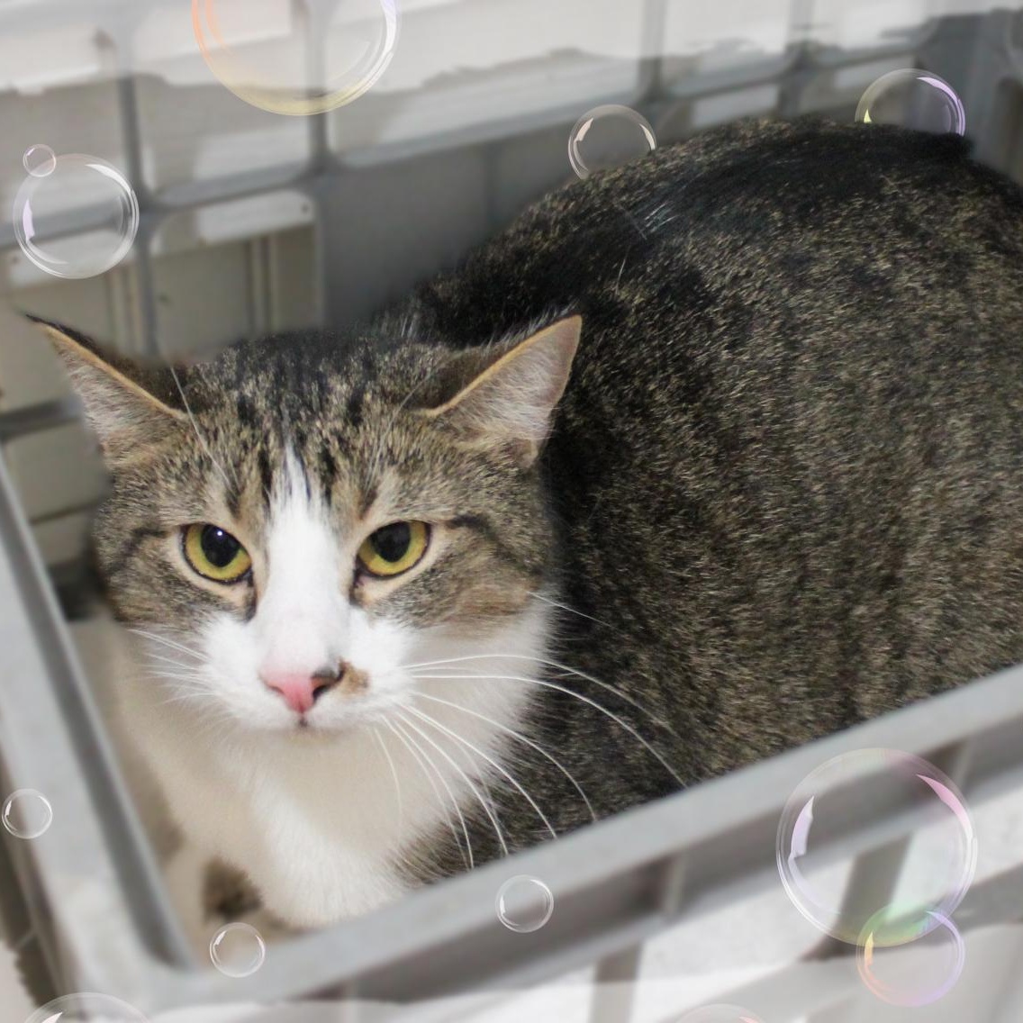 Enlarge Boogar, an adopted Tabby in Amelia, OH image 1/1