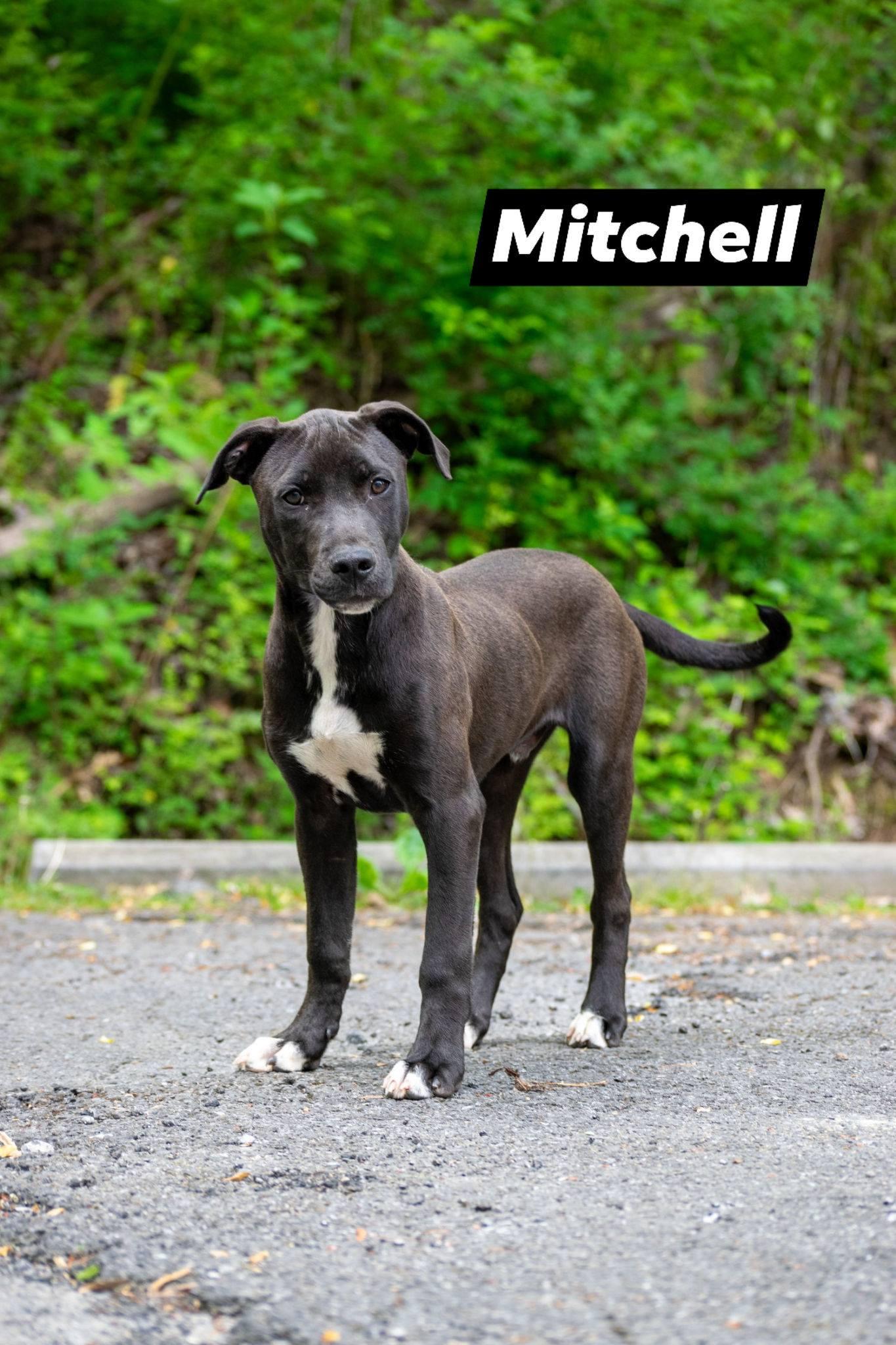 Mitchell, a ADOPTABLE mixed breed in Sevierville, TN image 1/4