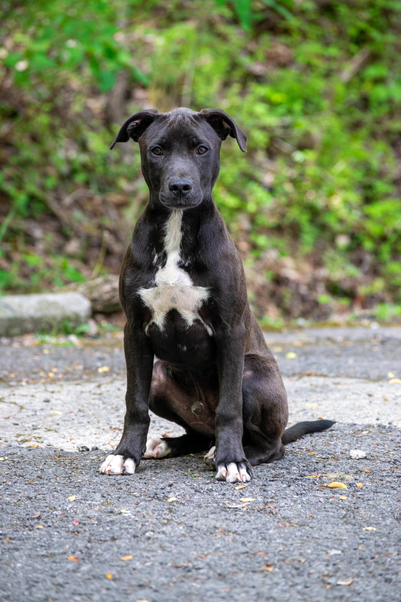 Mitchell, a ADOPTABLE mixed breed in Sevierville, TN image 3/4