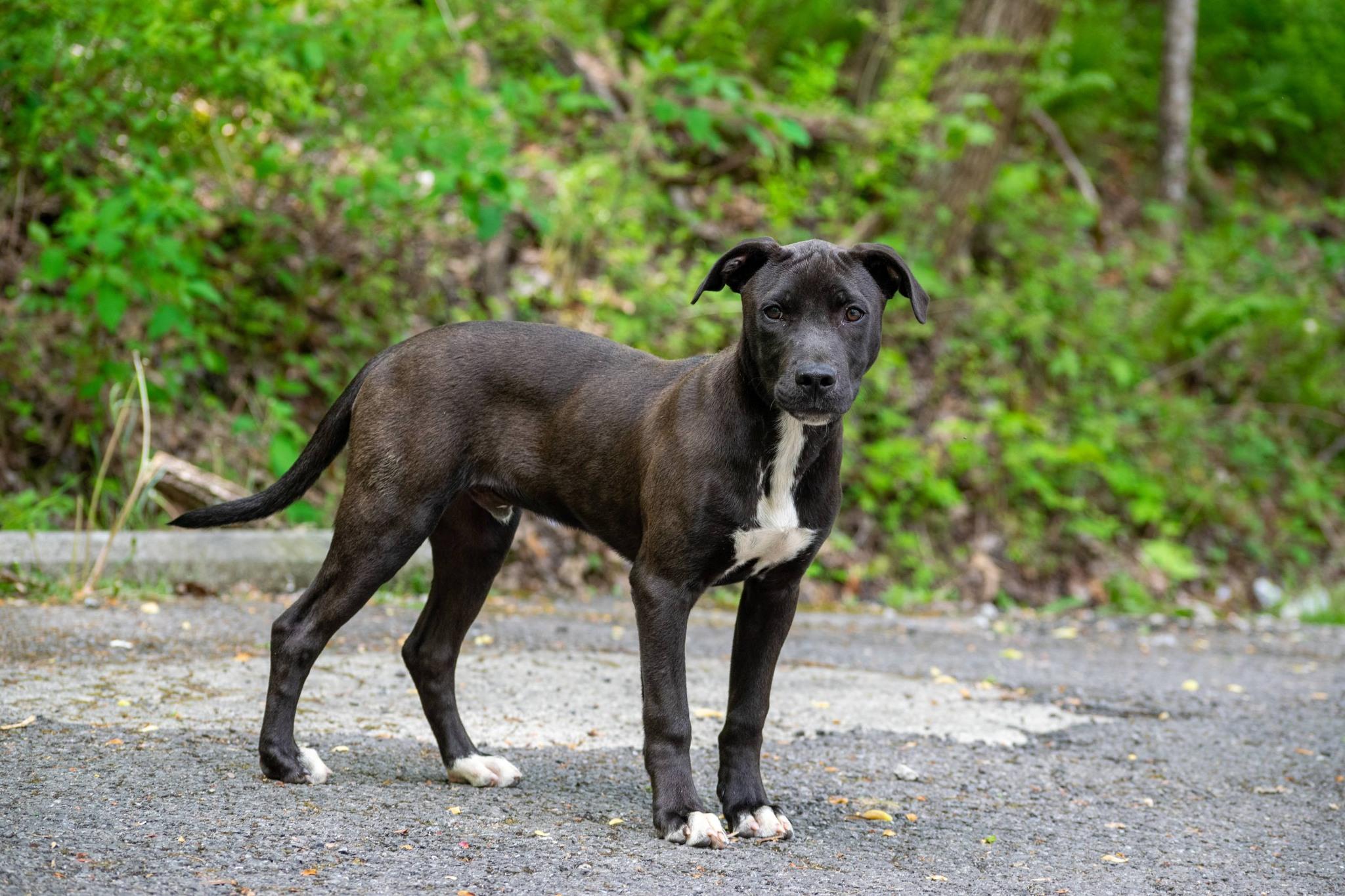 Mitchell, a ADOPTABLE mixed breed in Sevierville, TN image 4/4