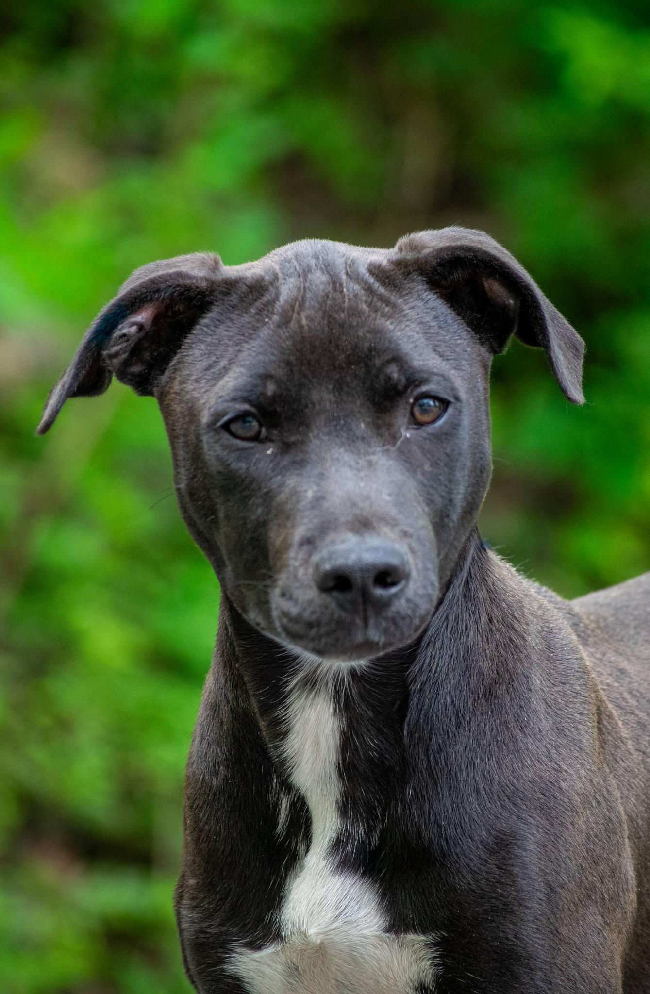Mitchell, a ADOPTABLE mixed breed in Sevierville, TN image 2/4