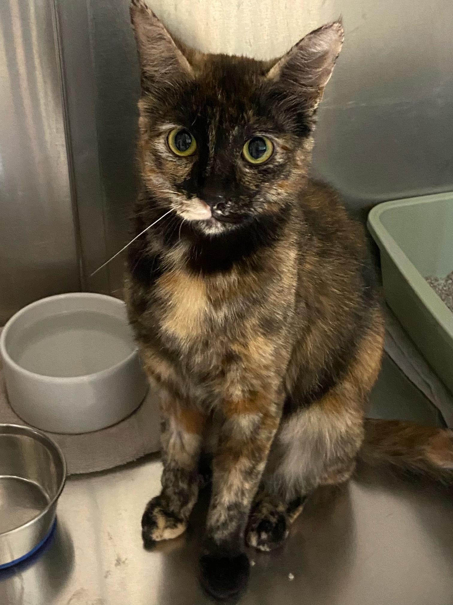 Enlarge Rosabelle, a Adoptable Domestic Short Hair in Warwick, RI image 1/3