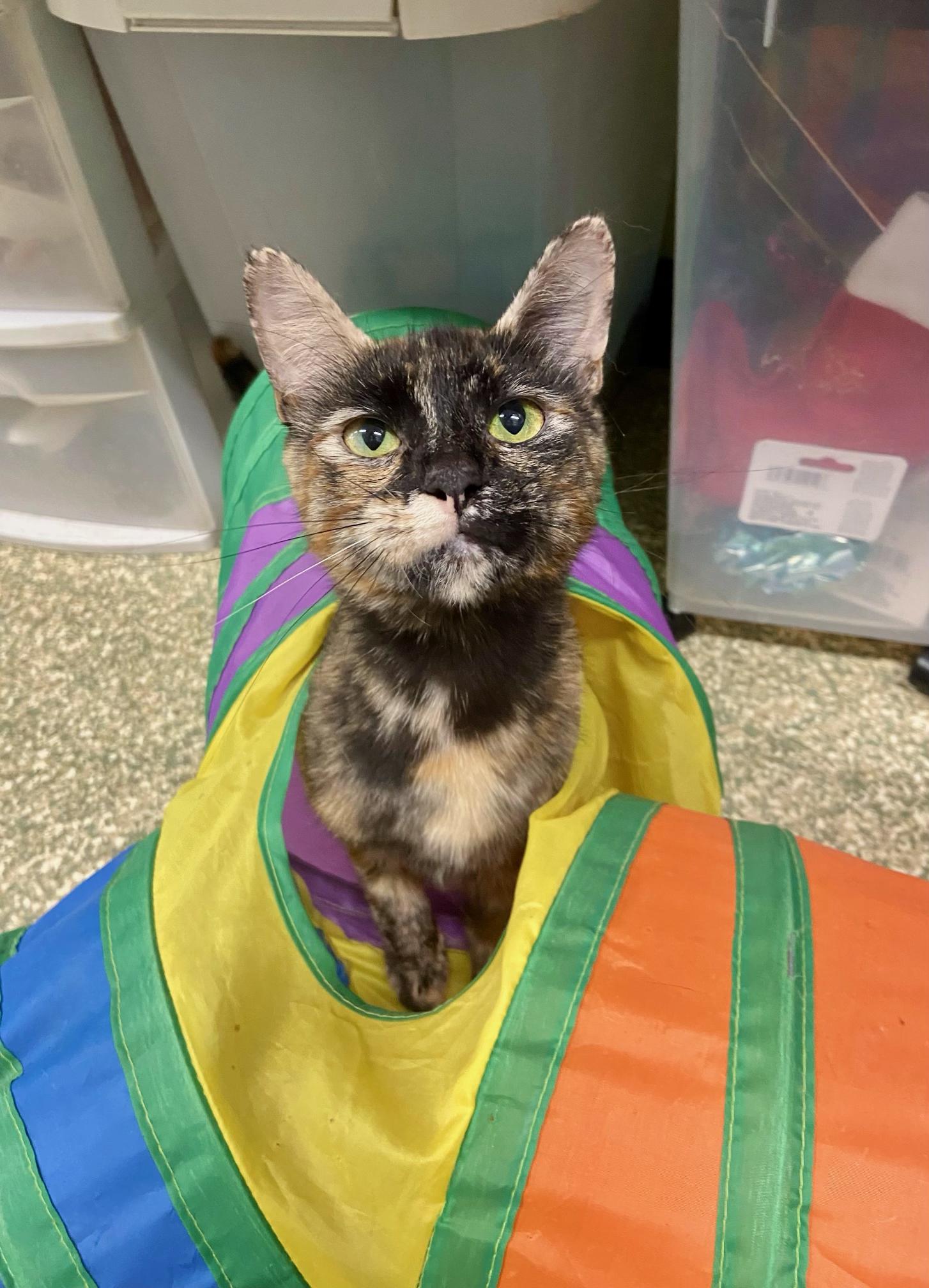 Enlarge Rosabelle, a Adoptable Domestic Short Hair in Warwick, RI image 2/3