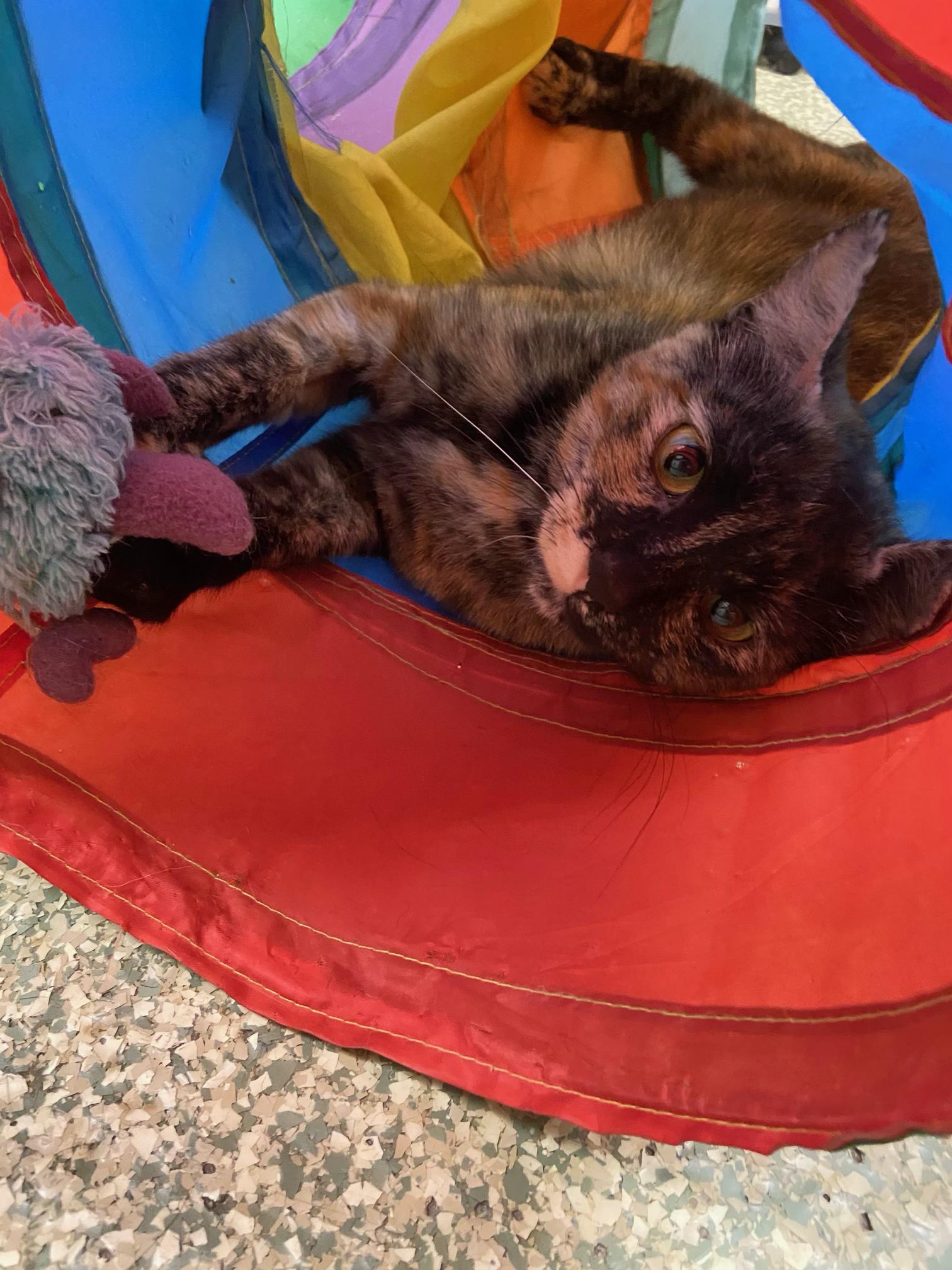 Enlarge Rosabelle, a Adoptable Domestic Short Hair in Warwick, RI image 3/3