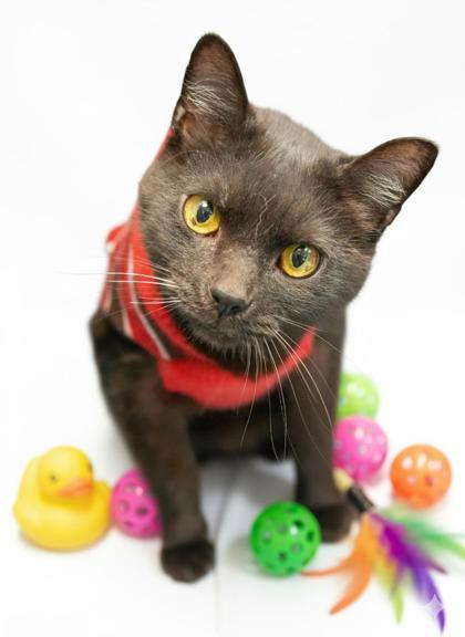 Chip, Adoptable, Adult Male Domestic Short Hair & Domestic Short Hair.